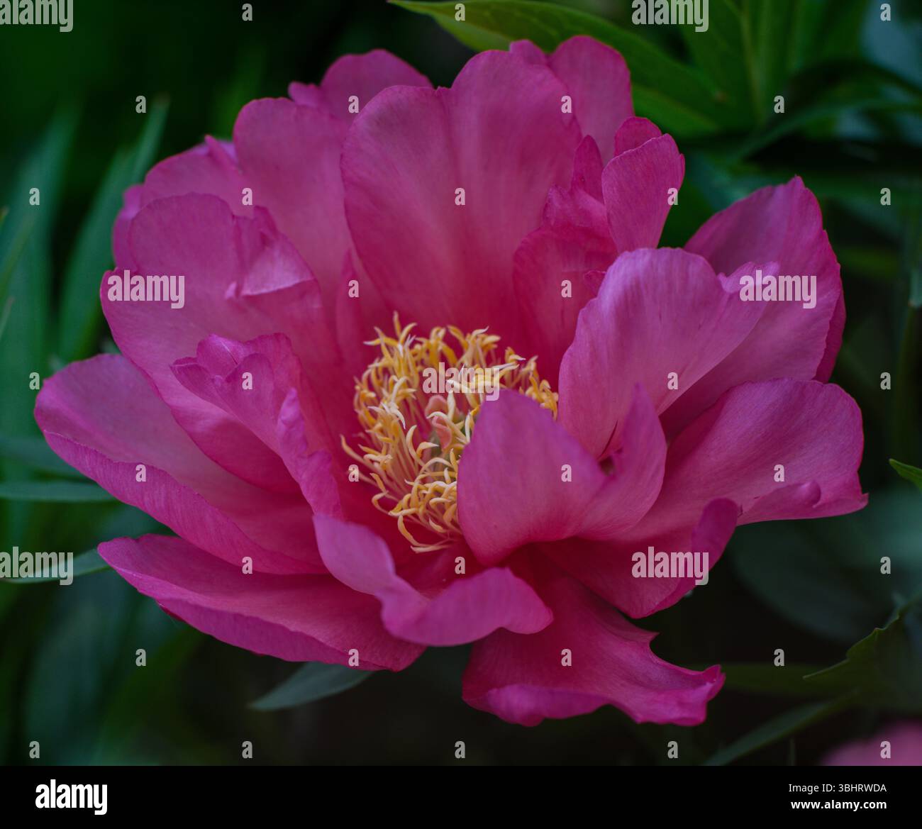 Fleur de pivoine colorée luxuriante en gros plan Paeonia Banque D'Images