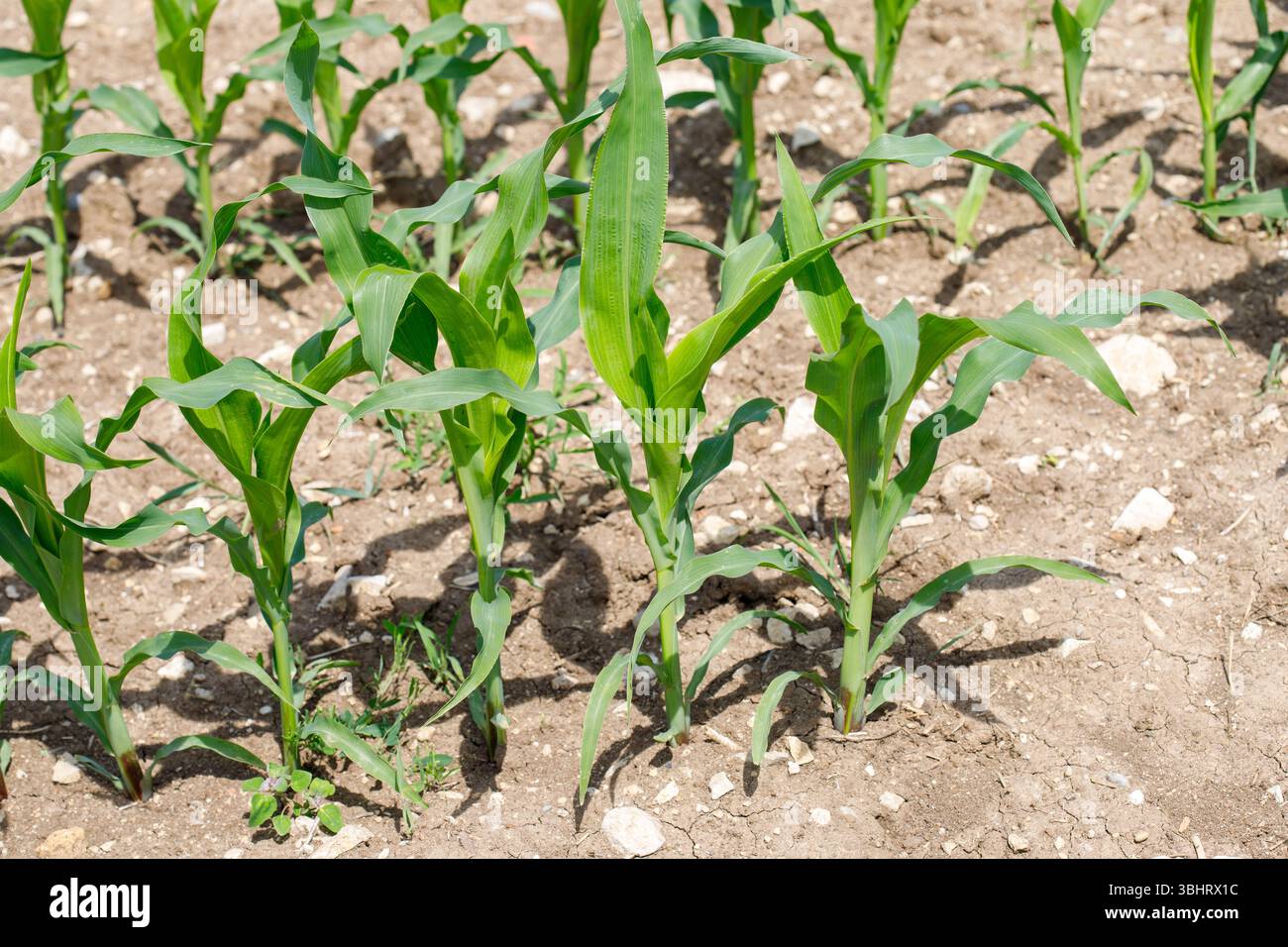 Des rangées de jeunes plants de maïs avec des feuilles vertes se dressent dans un sol sec et fissuré sous la lumière du soleil. Les ombres sont projetées par les plantes. Banque D'Images