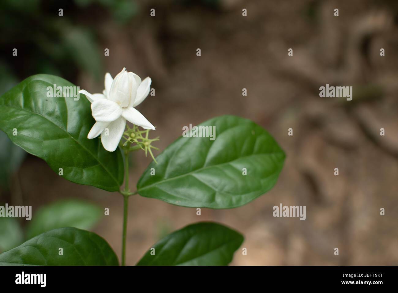 Gros plan d'une fleur de jasmin blanc en pleine floraison, entourée de feuilles vertes luxuriantes. Les pétales délicats et le fond naturel soulignent sa beauté. Banque D'Images
