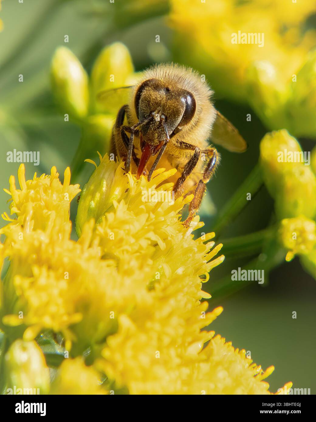 Abeille et verge d'or dans la réserve Frank Knowles/Little River, Dartmouth, Massachusetts Banque D'Images