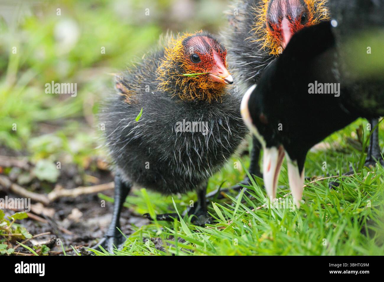Poussin de coot eurasien (Fulica atra) interagissant avec le coot adulte sur le bord herbeux de l'étang. Prise en Hollande du Sud, pays-Bas, en 2025 Banque D'Images