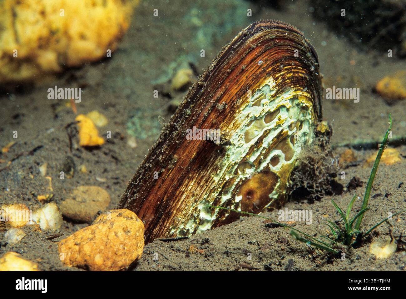 Elliptio de l'est, une moule d'eau douce aquatique, dans les eaux peu profondes du fleuve Laurent pendant l'été. Banque D'Images