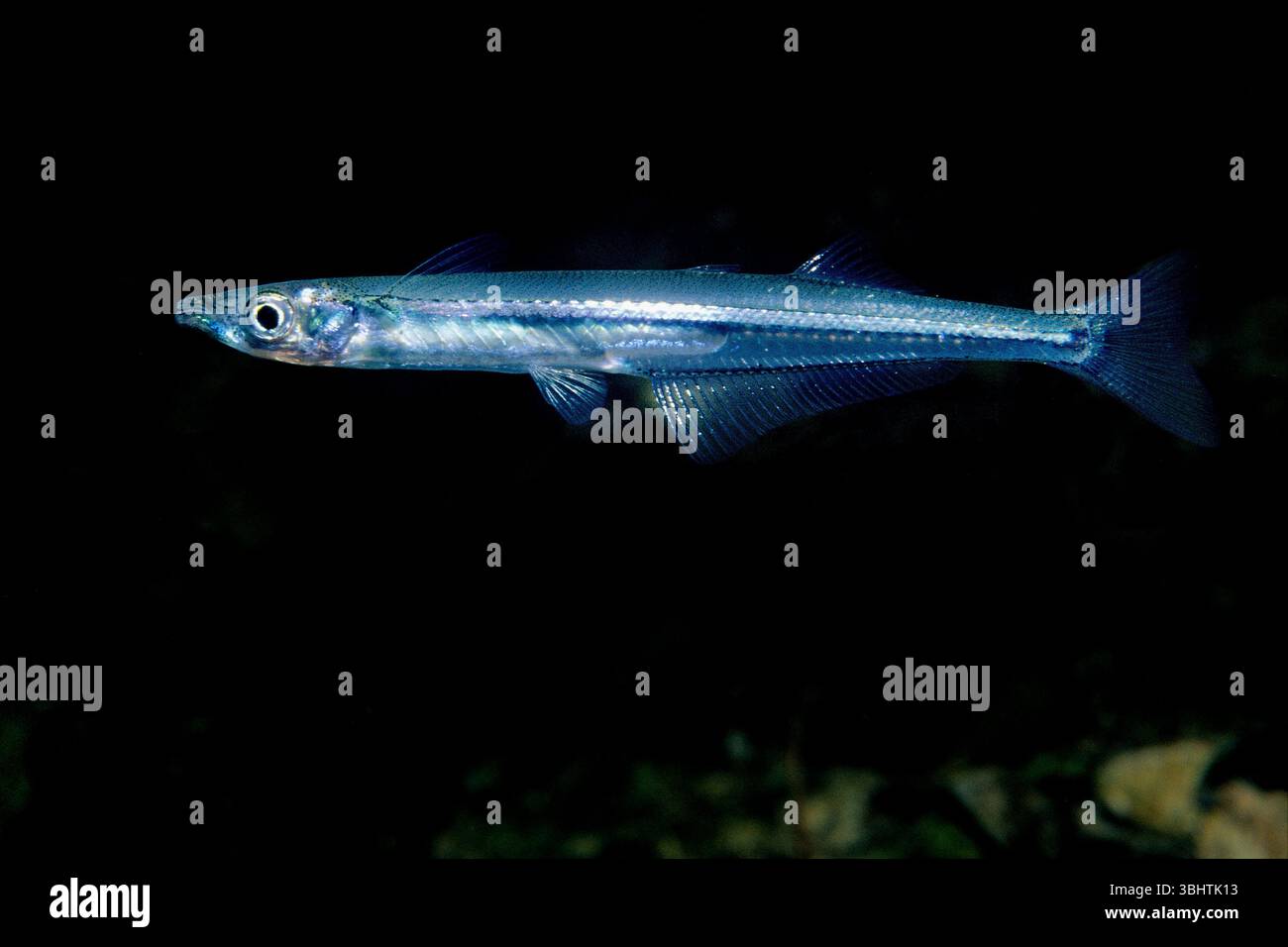 Brook Silverside, un poisson d'eau douce, glisse près de la surface du fleuve Laurent. Banque D'Images