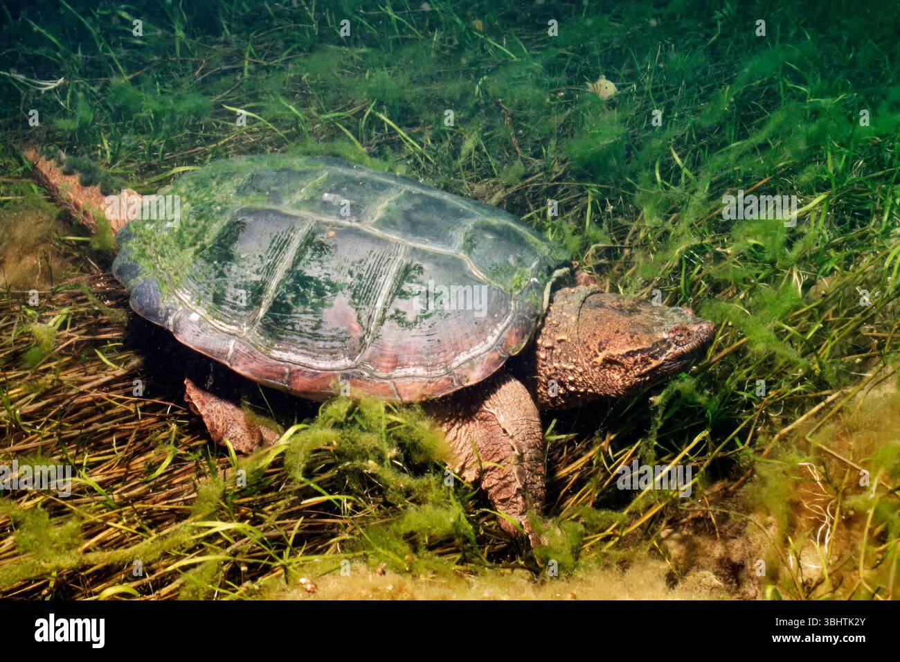 Tortue serpentine commune, reptile aquatique d'eau douce, dans les eaux peu profondes du fleuve Laurent pendant l'été. Banque D'Images