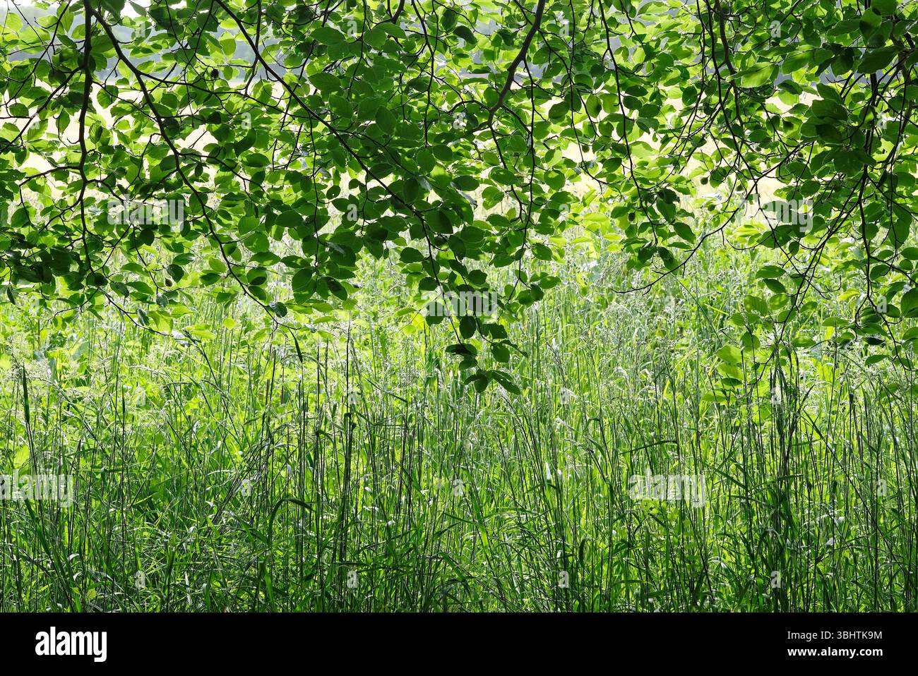 feuilles et herbes de hêtre vert, norfolk, angleterre Banque D'Images