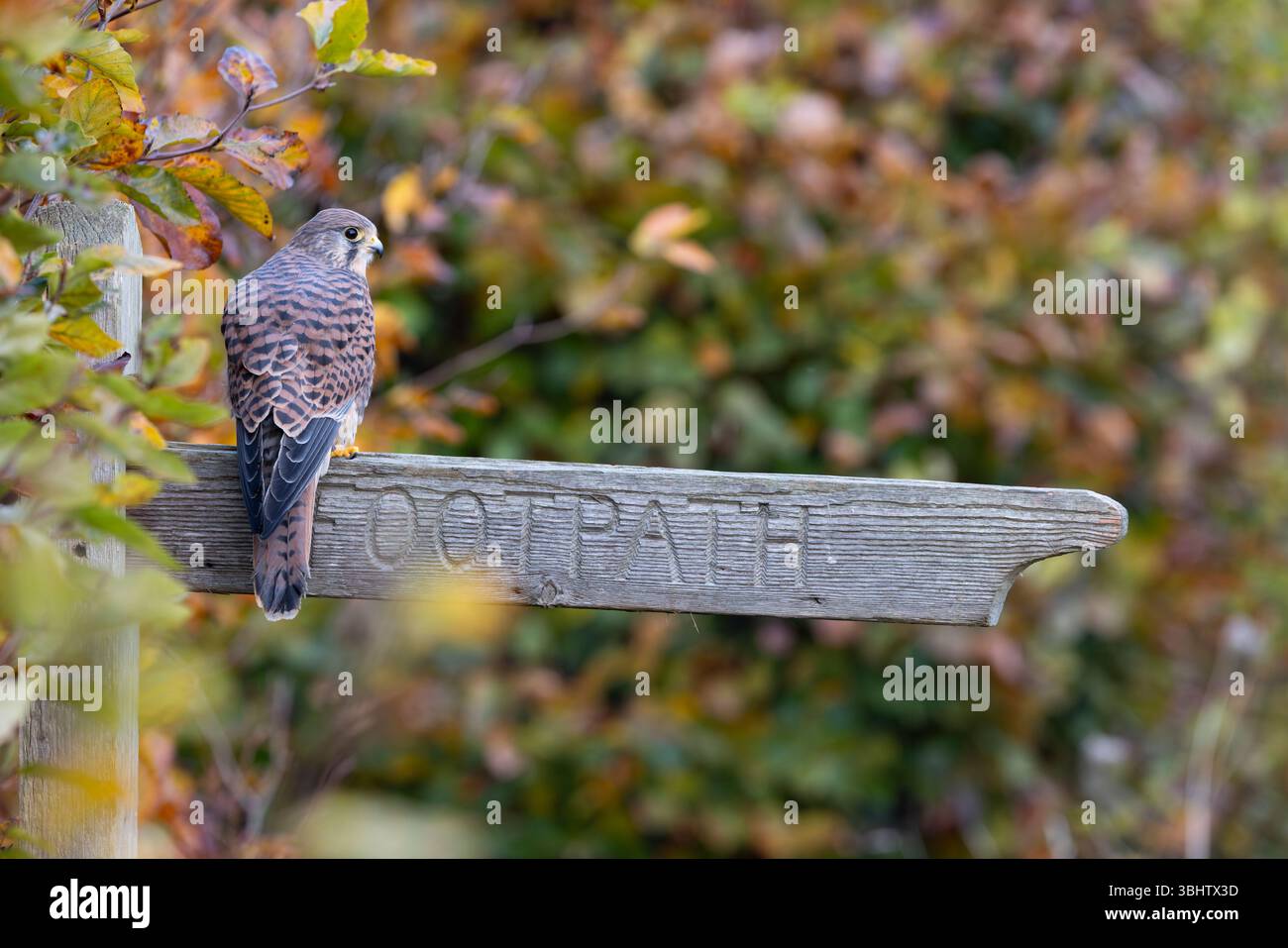 Cancerelle commune Falco tinnunculus, femelle adulte perchée sur un panneau de sentier, Hawk Conservancy Trust, Hampshire, Royaume-Uni, novembre Banque D'Images