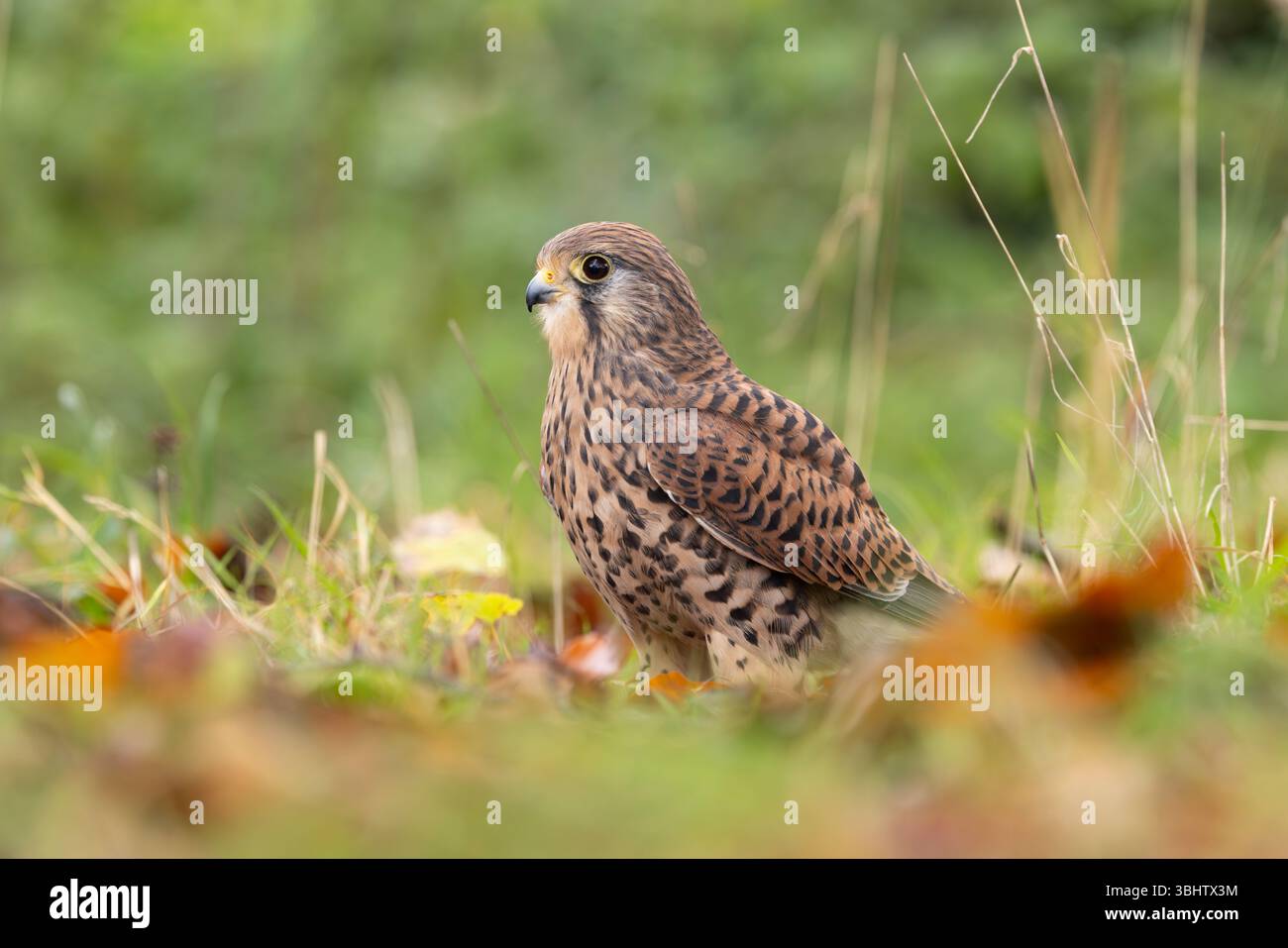 Cancerelle commune Falco tinnunculus, femelle adulte reposant sur le sol, Hawk Conservancy Trust, Hampshire, Royaume-Uni, novembre Banque D'Images