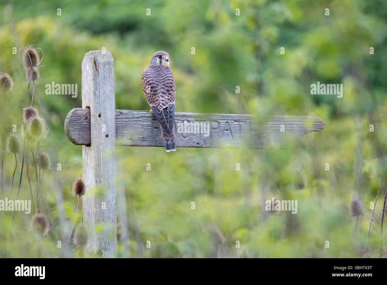 Cancerelle commune Falco tinnunculus, femelle adulte perchée sur un panneau de sentier, Hawk Conservancy Trust, Hampshire, Royaume-Uni, novembre Banque D'Images