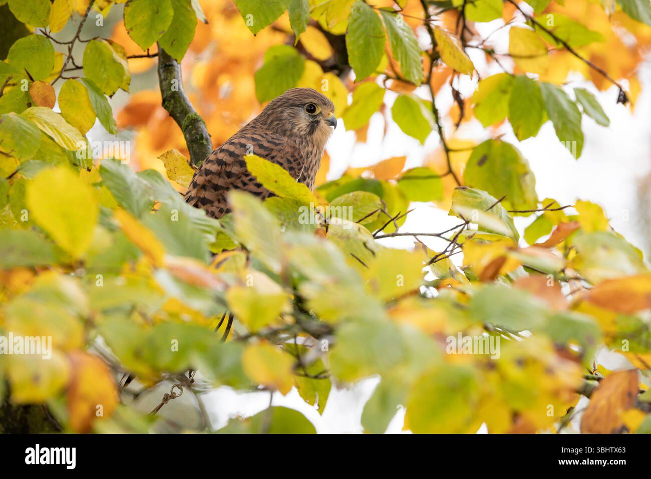 Cancerelle commune Falco tinnunculus, femelle adulte perchée dans un arbre, Hawk Conservancy Trust, Hampshire, Royaume-Uni, novembre Banque D'Images