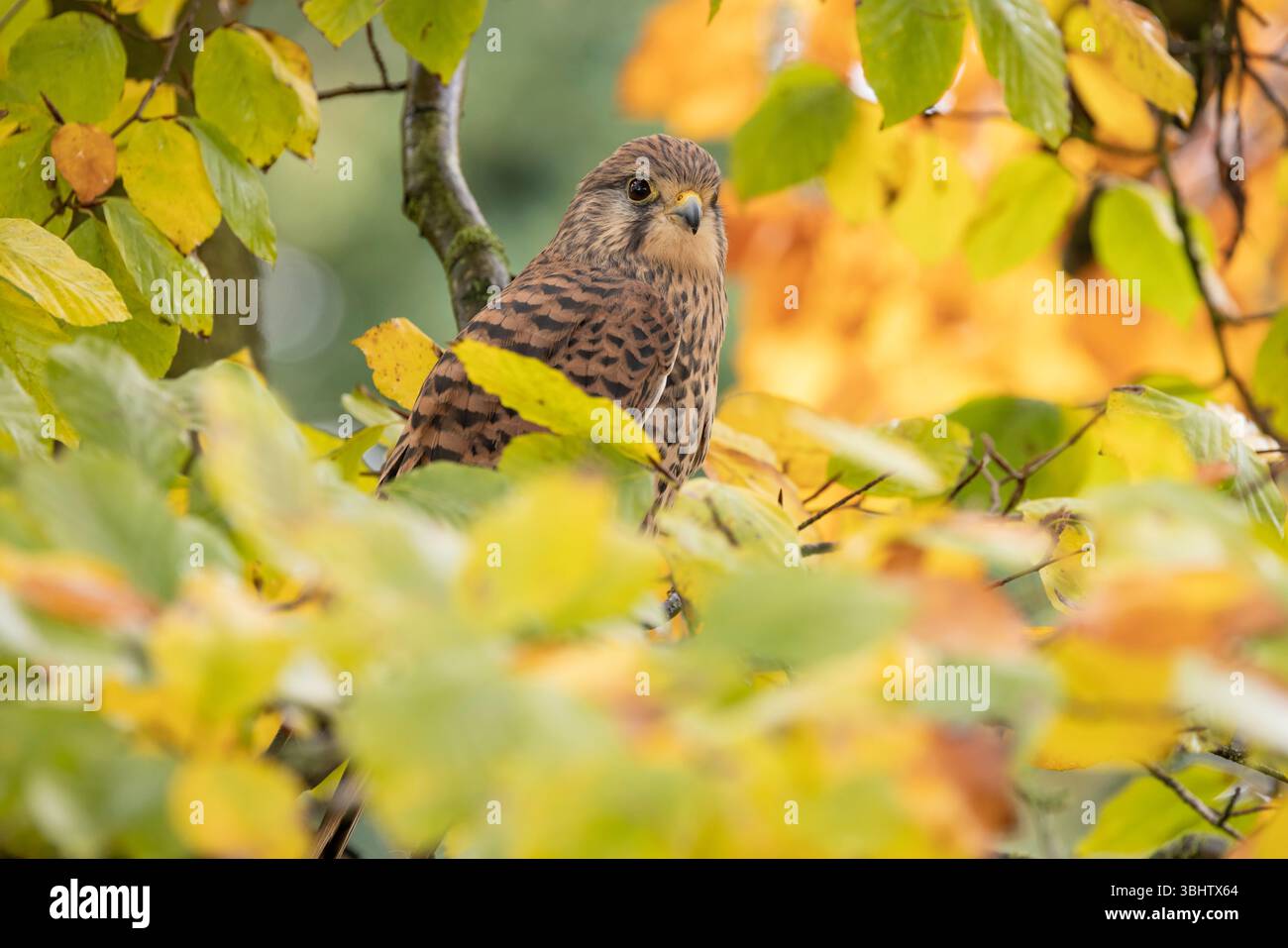 Cancerelle commune Falco tinnunculus, femelle adulte perchée dans un arbre, Hawk Conservancy Trust, Hampshire, Royaume-Uni, novembre Banque D'Images