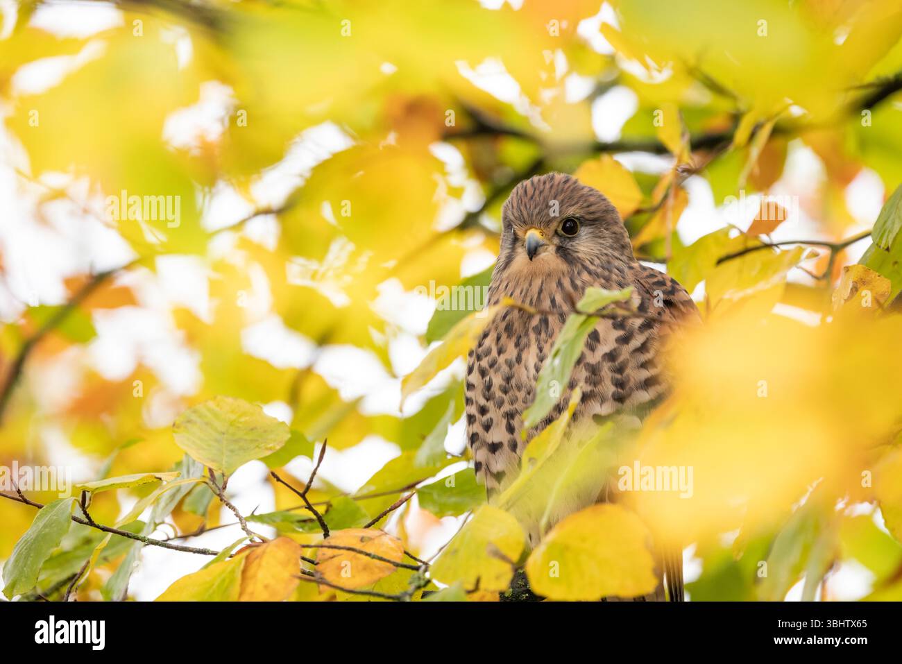 Cancerelle commune Falco tinnunculus, femelle adulte perchée dans un arbre, Hawk Conservancy Trust, Hampshire, Royaume-Uni, novembre Banque D'Images