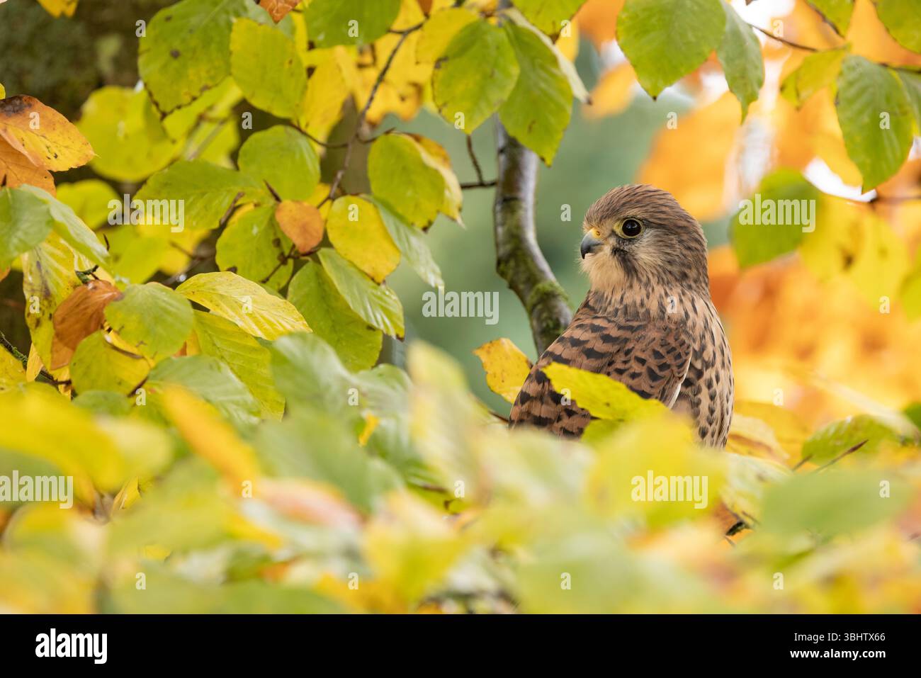 Cancerelle commune Falco tinnunculus, femelle adulte perchée dans un arbre, Hawk Conservancy Trust, Hampshire, Royaume-Uni, novembre Banque D'Images