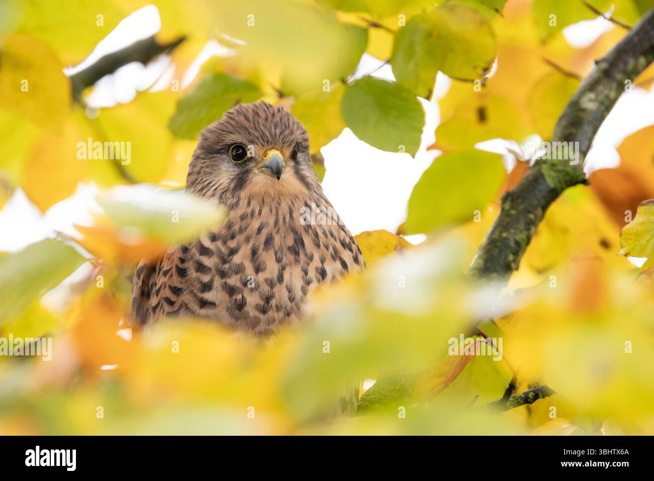 Cancerelle commune Falco tinnunculus, femelle adulte perchée dans un arbre, Hawk Conservancy Trust, Hampshire, Royaume-Uni, novembre Banque D'Images