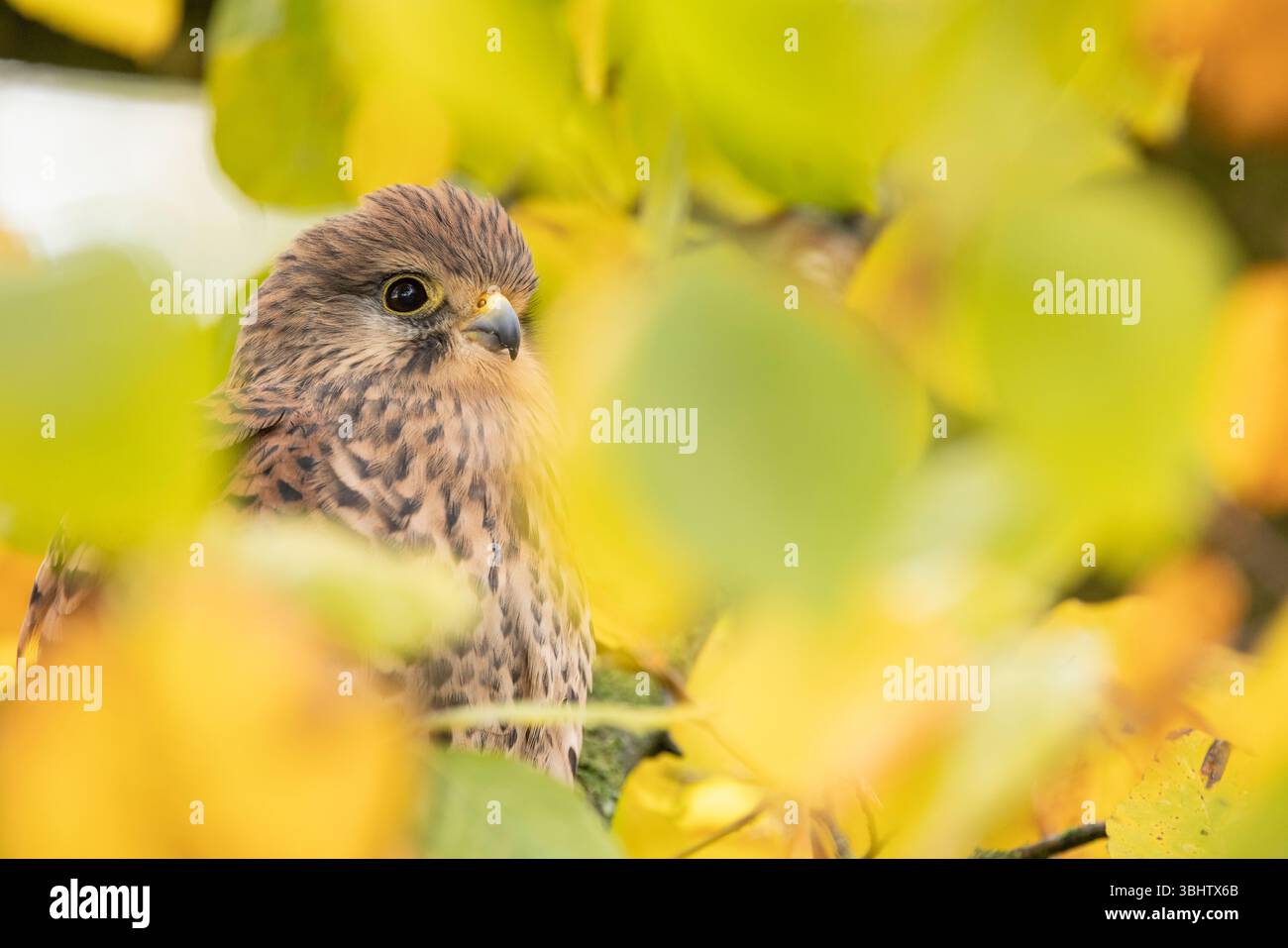 Cancerelle commune Falco tinnunculus, femelle adulte perchée dans un arbre, Hawk Conservancy Trust, Hampshire, Royaume-Uni, novembre Banque D'Images