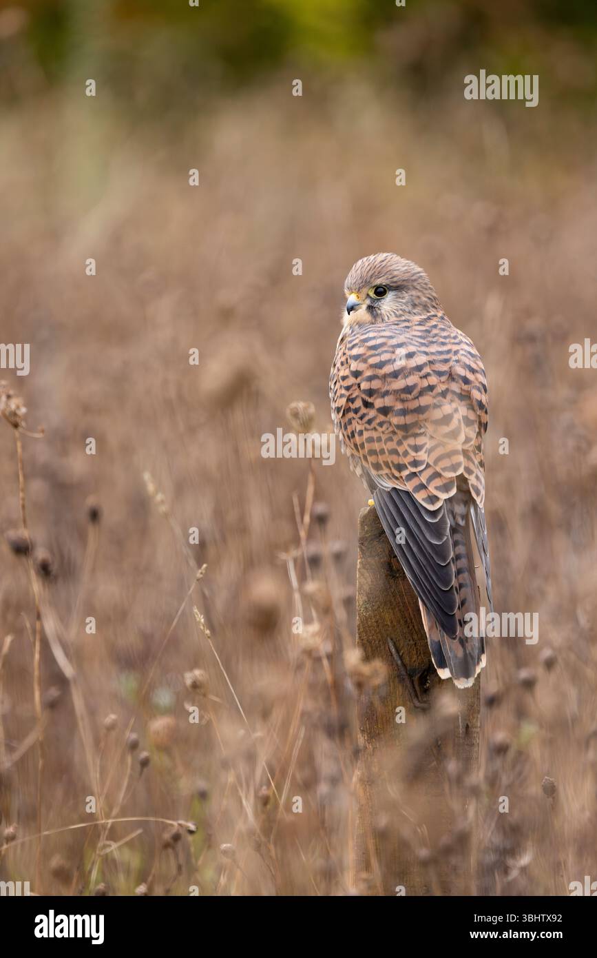 Cancerelle commune Falco tinnunculus, femelle adulte perchée sur le poteau, Hawk Conservancy Trust, Hampshire, Royaume-Uni, novembre Banque D'Images