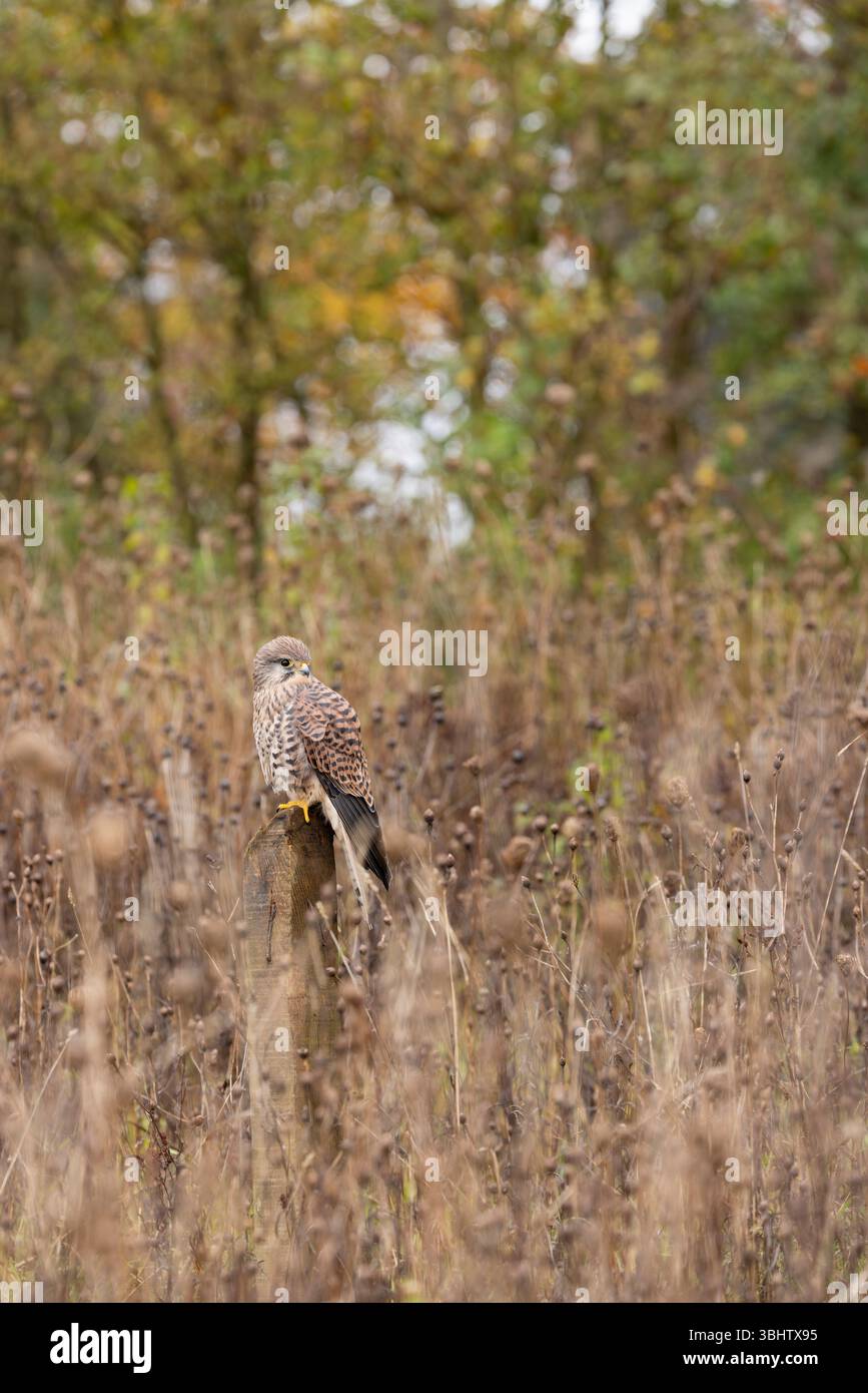 Cancerelle commune Falco tinnunculus, femelle adulte perchée sur le poteau, Hawk Conservancy Trust, Hampshire, Royaume-Uni, novembre Banque D'Images