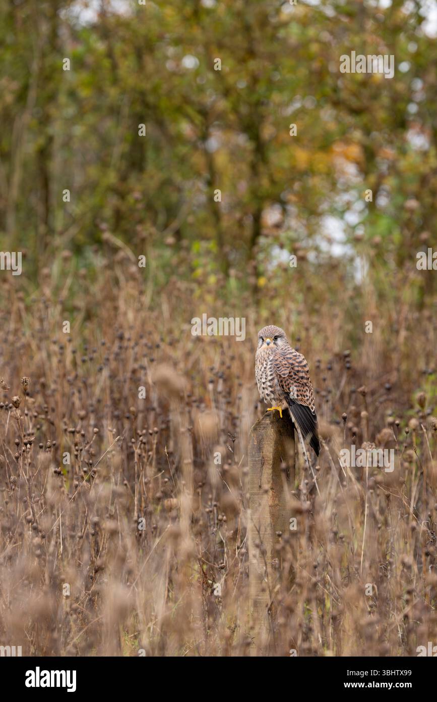 Cancerelle commune Falco tinnunculus, femelle adulte perchée sur le poteau, Hawk Conservancy Trust, Hampshire, Royaume-Uni, novembre Banque D'Images
