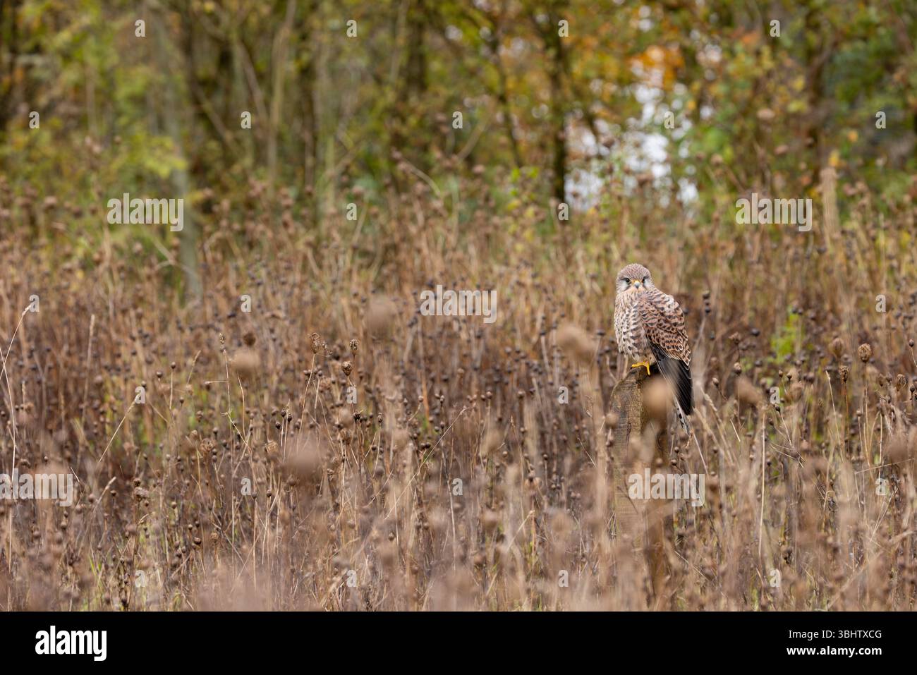Cancerelle commune Falco tinnunculus, femelle adulte perchée sur le poteau, Hawk Conservancy Trust, Hampshire, Royaume-Uni, novembre Banque D'Images