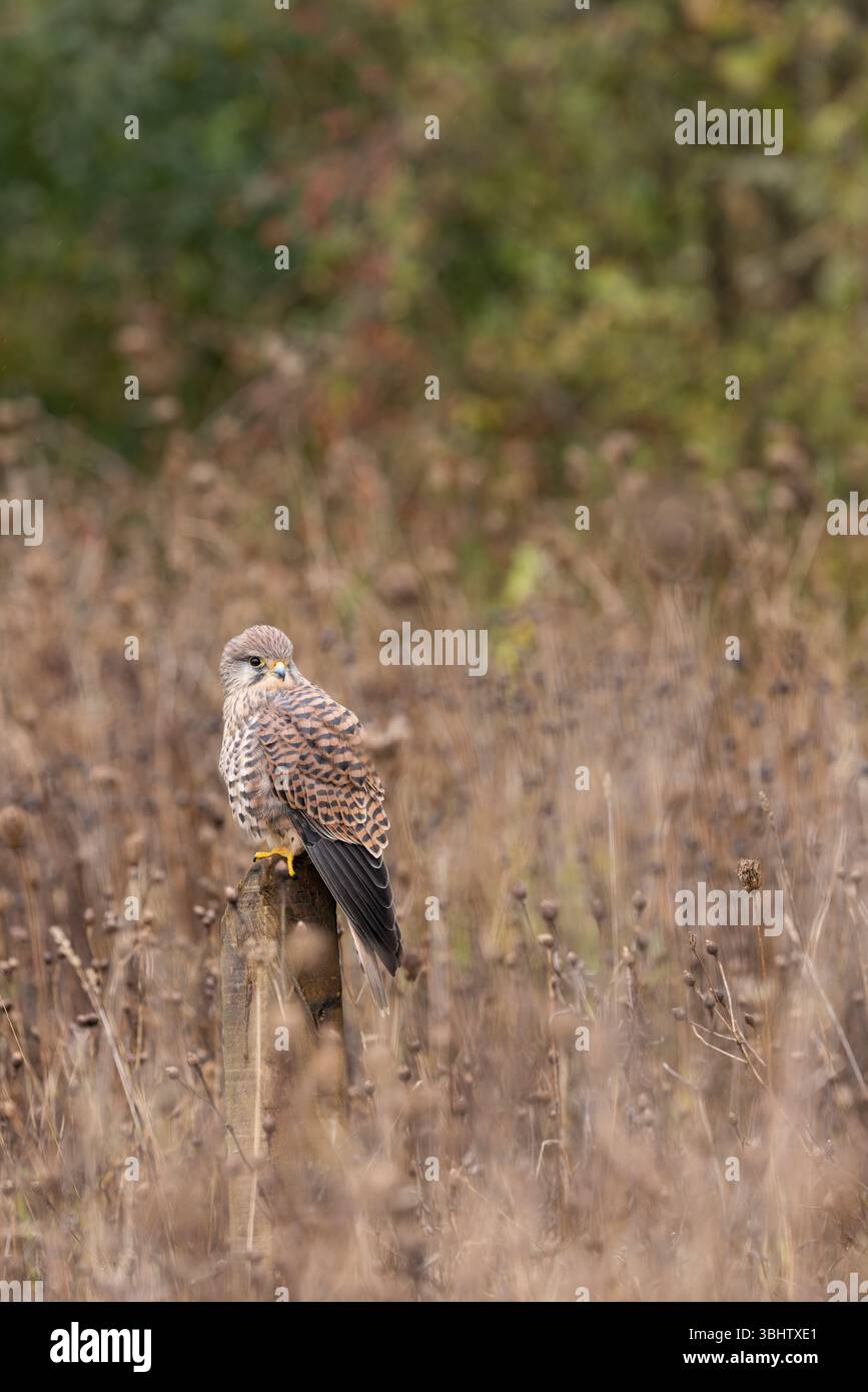 Cancerelle commune Falco tinnunculus, femelle adulte perchée sur le poteau, Hawk Conservancy Trust, Hampshire, Royaume-Uni, novembre Banque D'Images