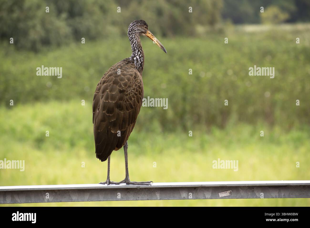 Grue Wattled (Aramus guarauna) dans la réserve naturelle Reserva Ecologica Ciudad Universitaria Costanera Norte, Buenos Aires, Argentine, Amérique du Sud Banque D'Images