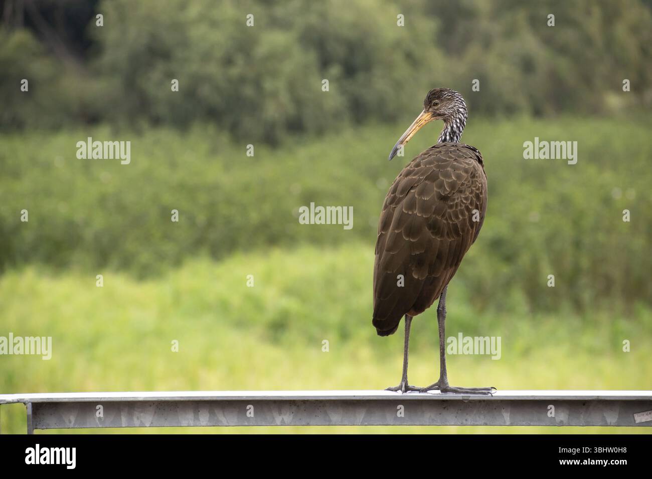 Grue Wattled (Aramus guarauna) dans la réserve naturelle Reserva Ecologica Ciudad Universitaria Costanera Norte, Buenos Aires, Argentine, Amérique du Sud Banque D'Images