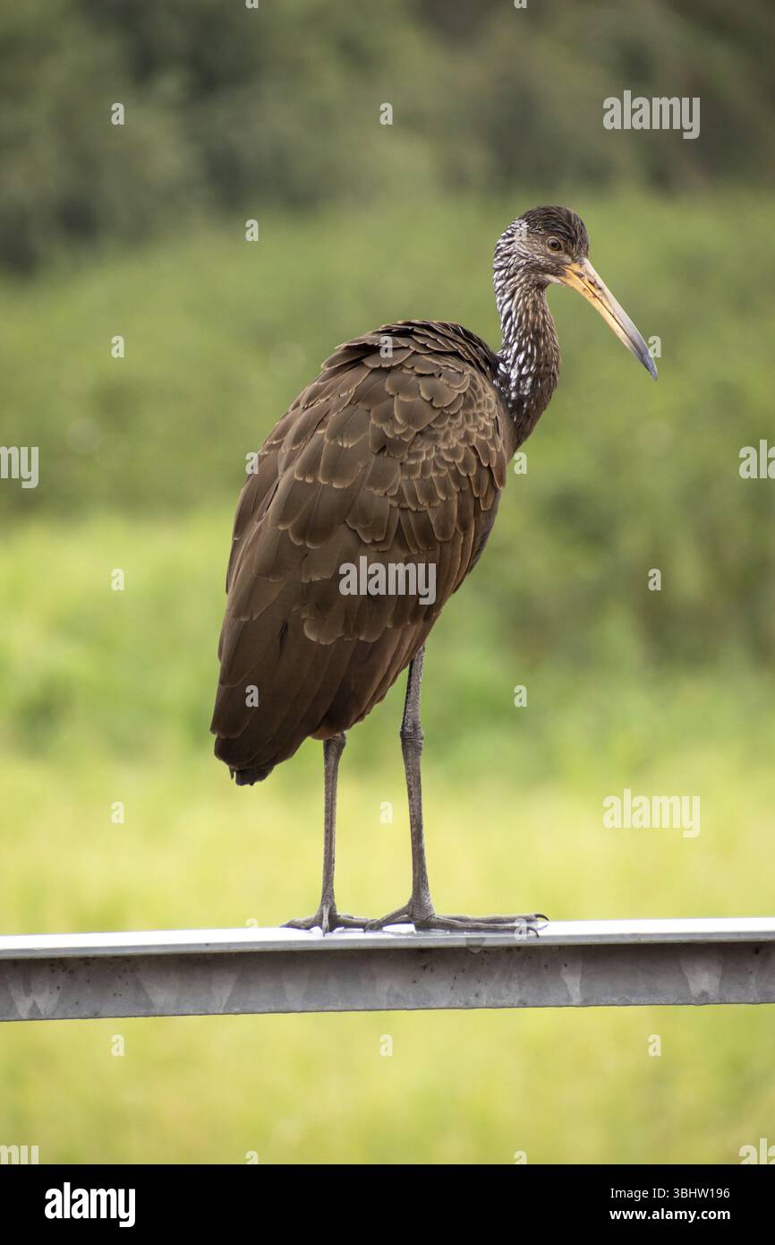Grue Wattled (Aramus guarauna) dans la réserve naturelle Reserva Ecologica Ciudad Universitaria Costanera Norte, format portrait, Buenos Aires, Argentine Banque D'Images