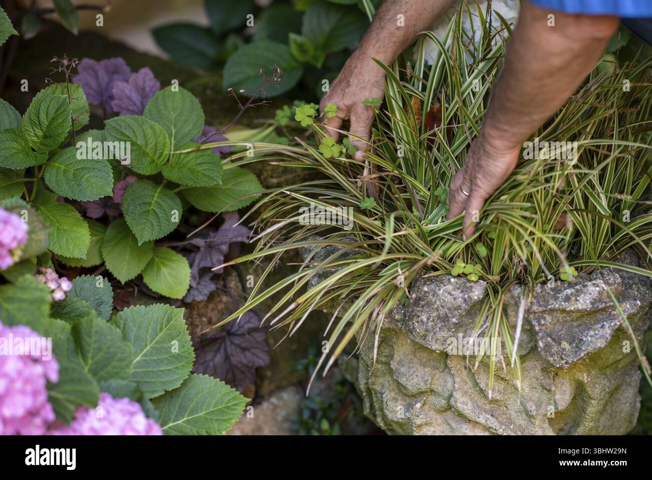 Conseils d'entretien de jardin pour les débutants améliorer votre maison avec des idées simples d'aménagement paysager pour créer un beau jardin avec quelques plantes et fleurs colorées en Banque D'Images