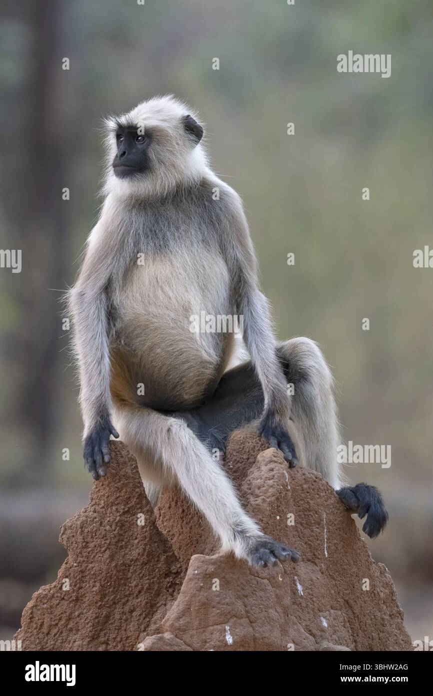 Langur gris des plaines nordiques (Semnopithecus entellus), primate, sur termitières, parc national Kanha, réserve de tigres, Jabalpur, Madhya Pradesh, Inde, Banque D'Images