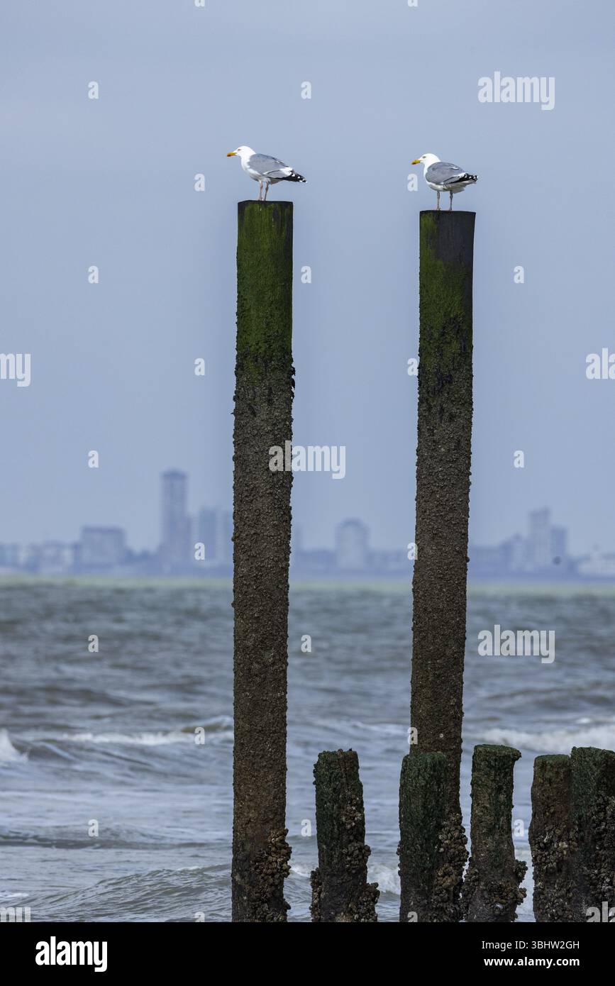 Deux mouettes (Larinae) sur les hauts pôles, groynes, avec vue floue sur la ville de Vlissingen et vagues en arrière-plan, Breskens, Sluis, Zeeuws Vlaanderen, Z Banque D'Images