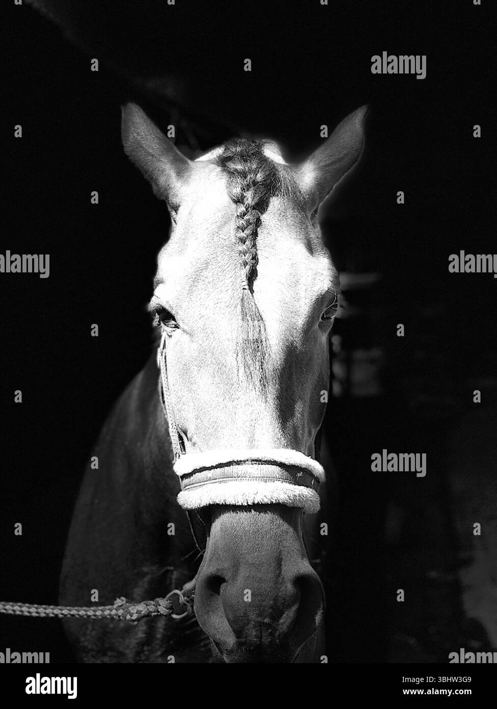 Portrait de cheval Banque D'Images Portrait de cheval Banque D'Images