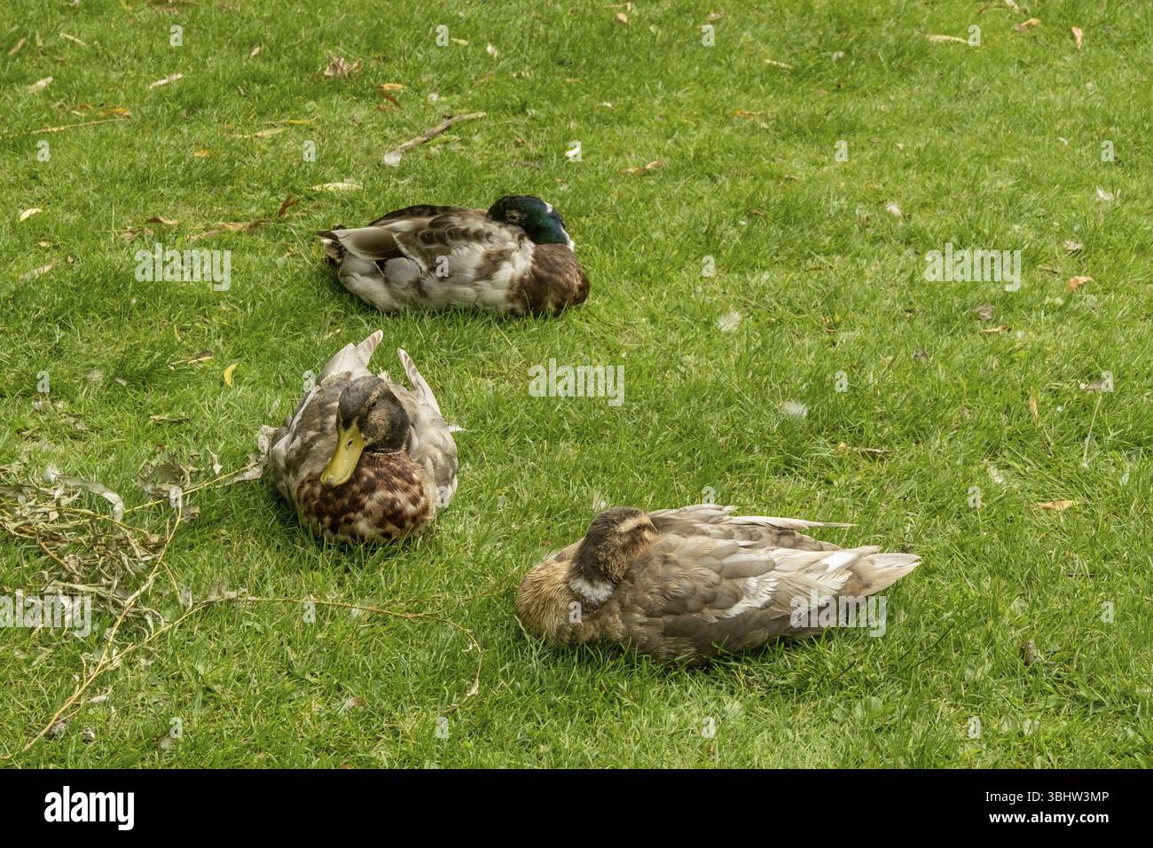 Borken, NRW, Allemagne, trois canards se reposent sur une parcelle d'herbe verte vibrante, profitant d'un moment de paix dans un parc, en Europe Banque D'Images
