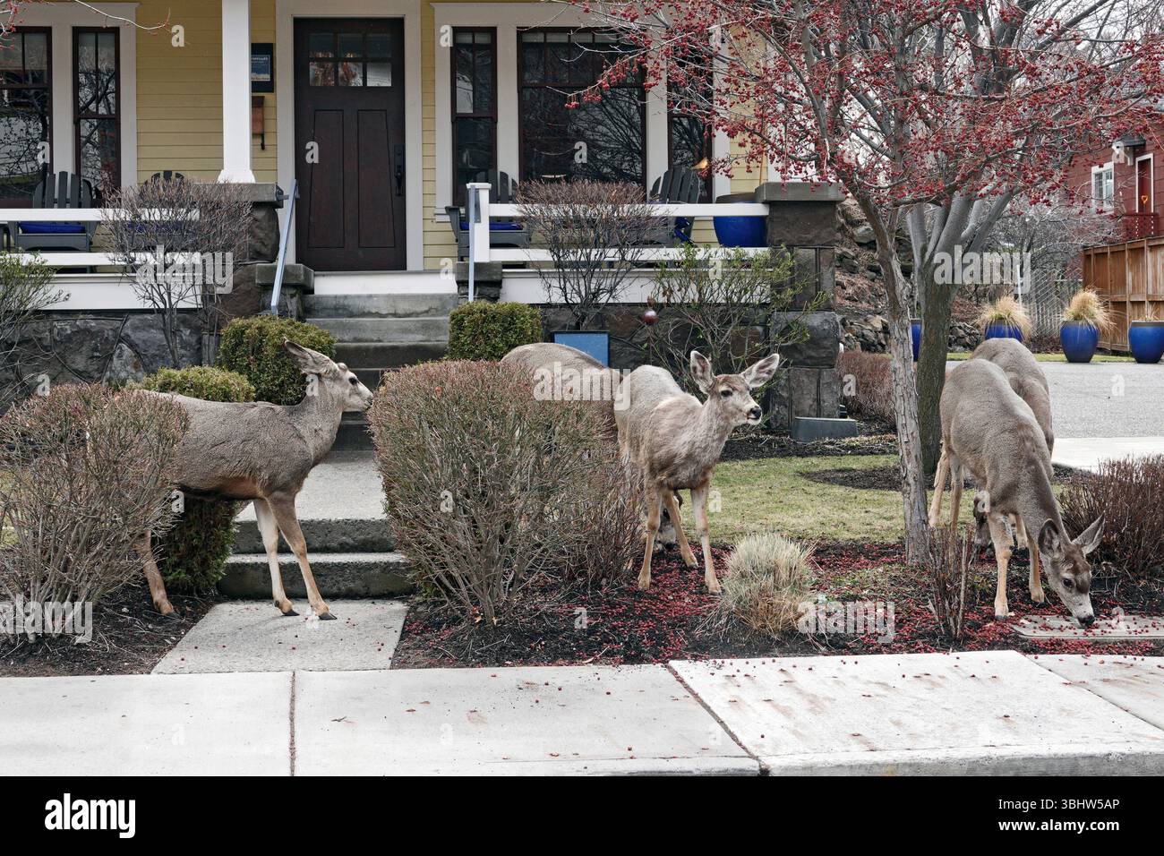 Un petit troupeau de cerfs mulets vivant et se nourrissant dans un quartier résidentiel du centre-ville de Bend, Oregon. Banque D'Images