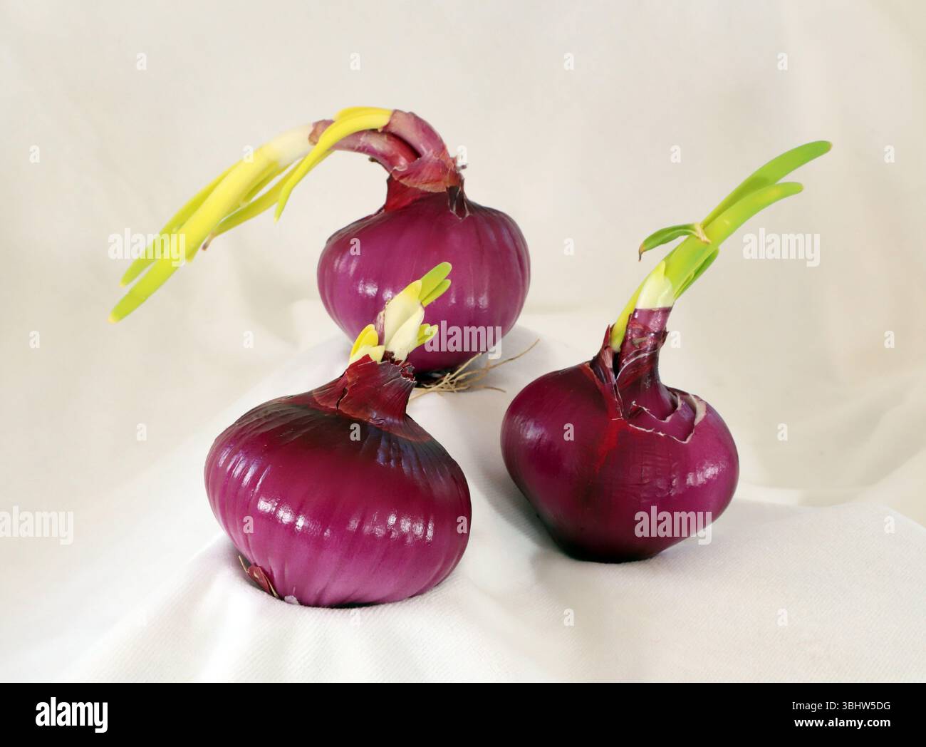 Cultivé à la maison, bio, oignons rouges frais de jardin, pousses vert vif germent. Banque D'Images