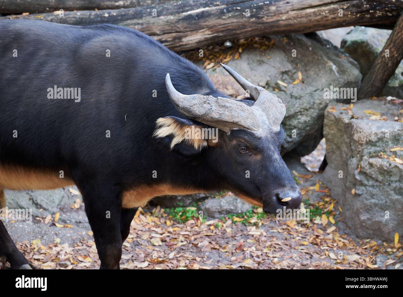 Le buffle forestier africain, Syncerus caffer nanus, le buffle nain ou le buffle du Congo Banque D'Images