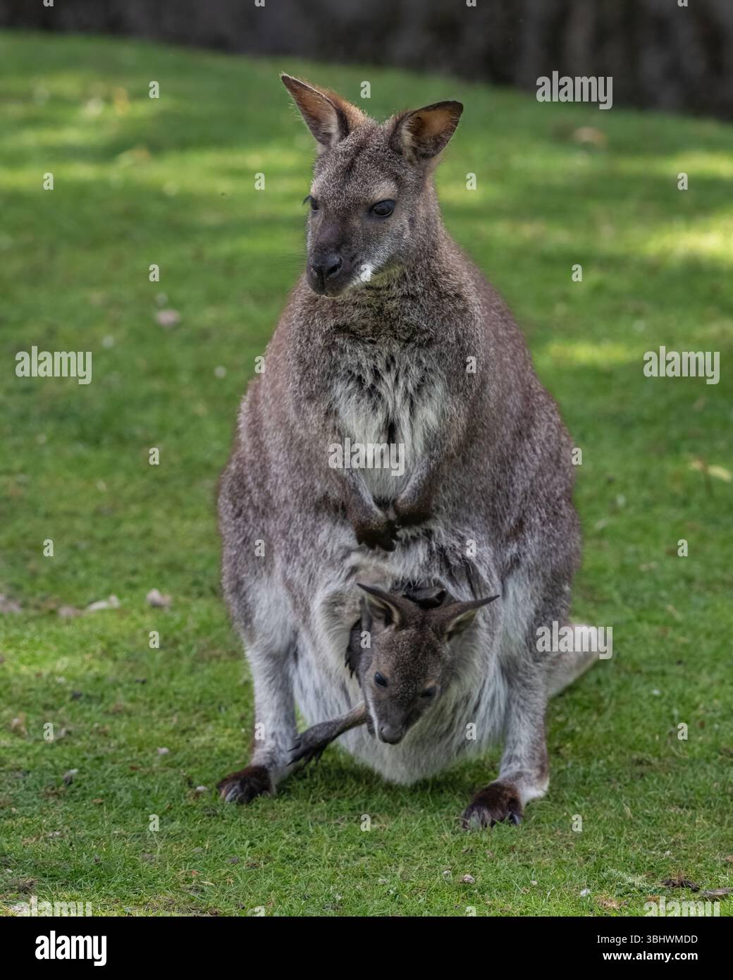 Le Wallaby et Joey Banque D'Images