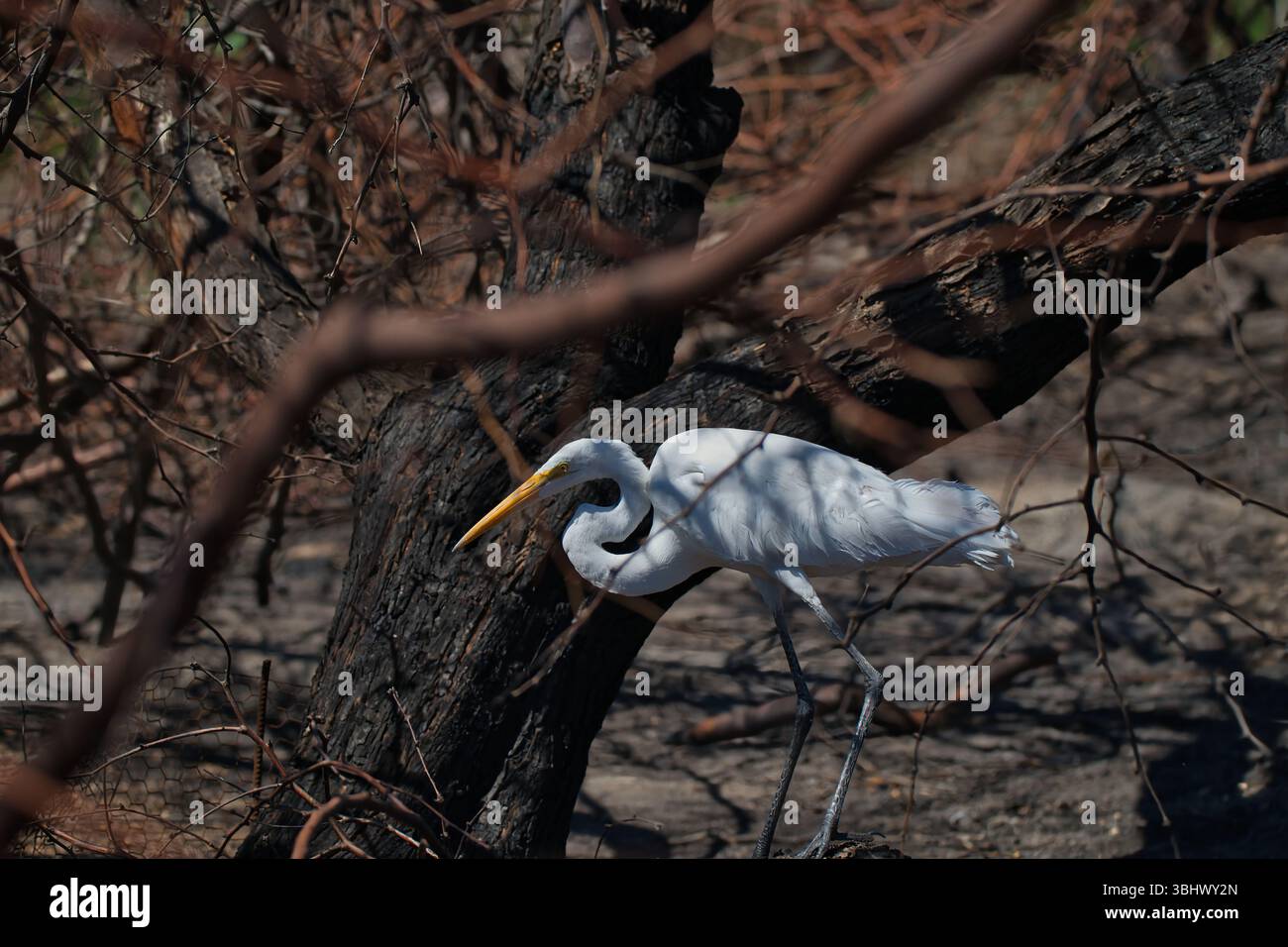 Une Grande aigrette (Ardea alba) se déplace prudemment à travers une forêt brûlée, ses plumes blanches brillantes contrastant fortement avec les troncs d'arbres noircis. Banque D'Images