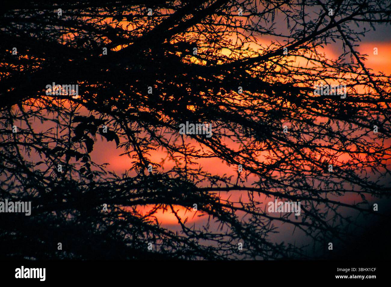 Les ombres des branches de Fever Tree projettent un coucher de soleil kenyan de couleurs chaudes mélangées à des violets provenant des nuages. Banque D'Images
