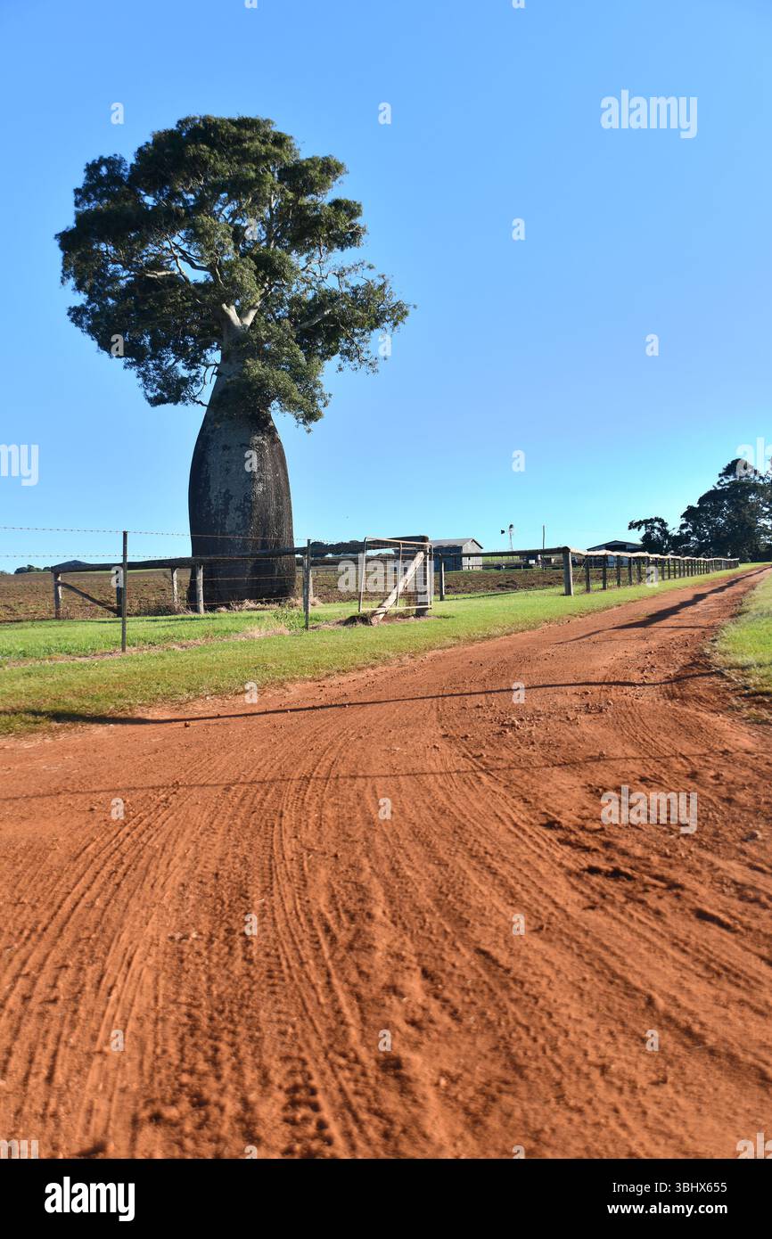 Un arbre-bouteille marque une entrée de ferme dans le South Burnett, Queensland, Australie Banque D'Images