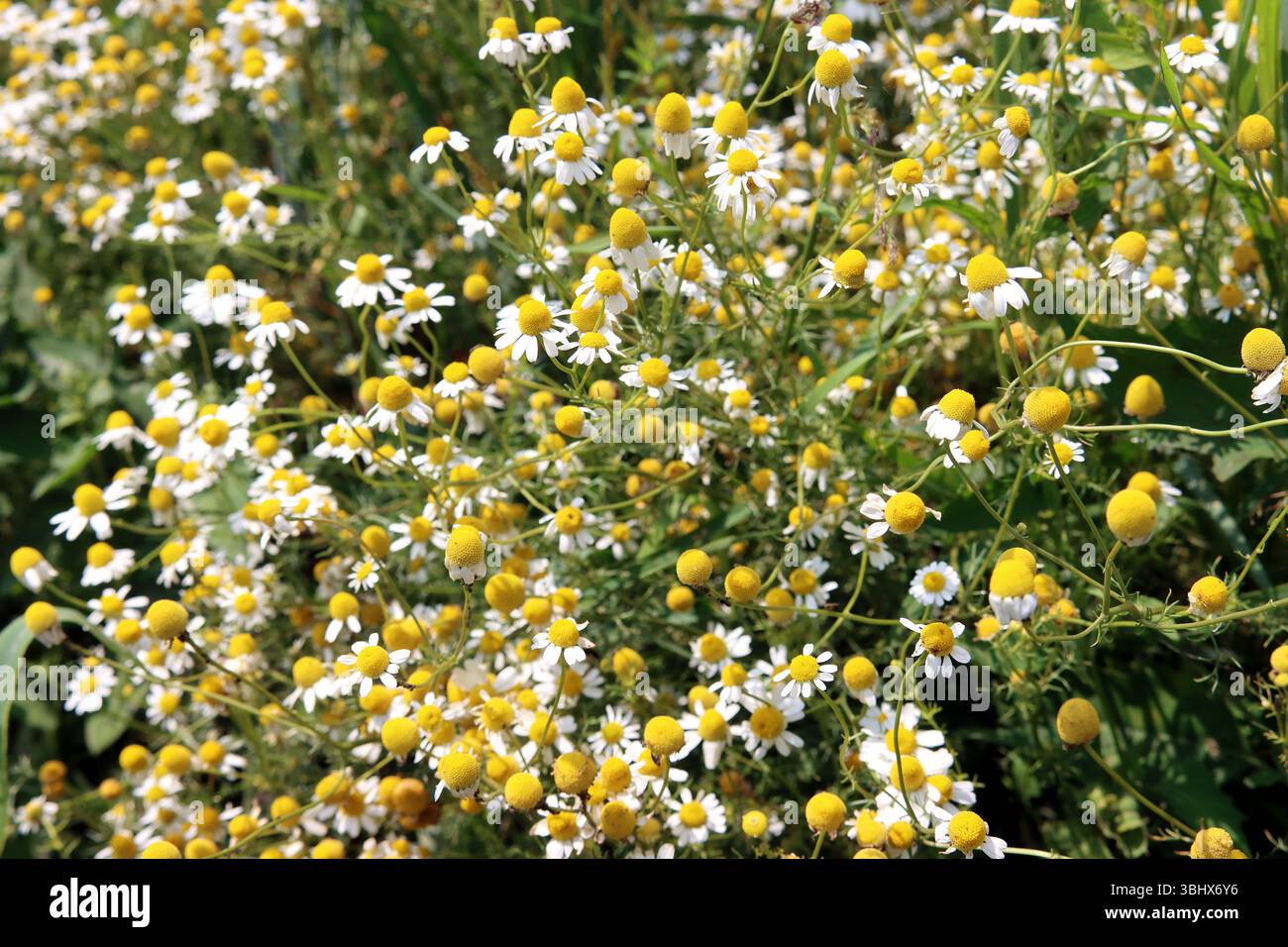 Vraies fleurs de camomille Banque D'Images
