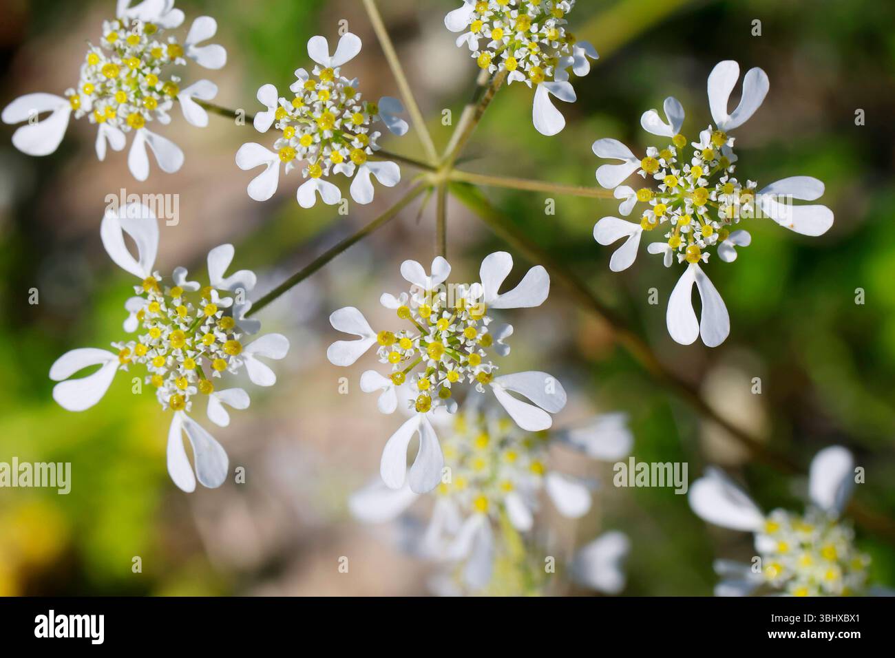 Armoise méditerranéenne (Tordylium apulum, Condylocarpus humilis), détail de l'ombel, Albanie Banque D'Images