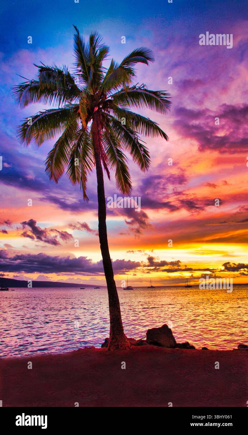 Ciel électrique lors d'un coucher de soleil sur Maui avec un grand palmier solitaire. Banque D'Images