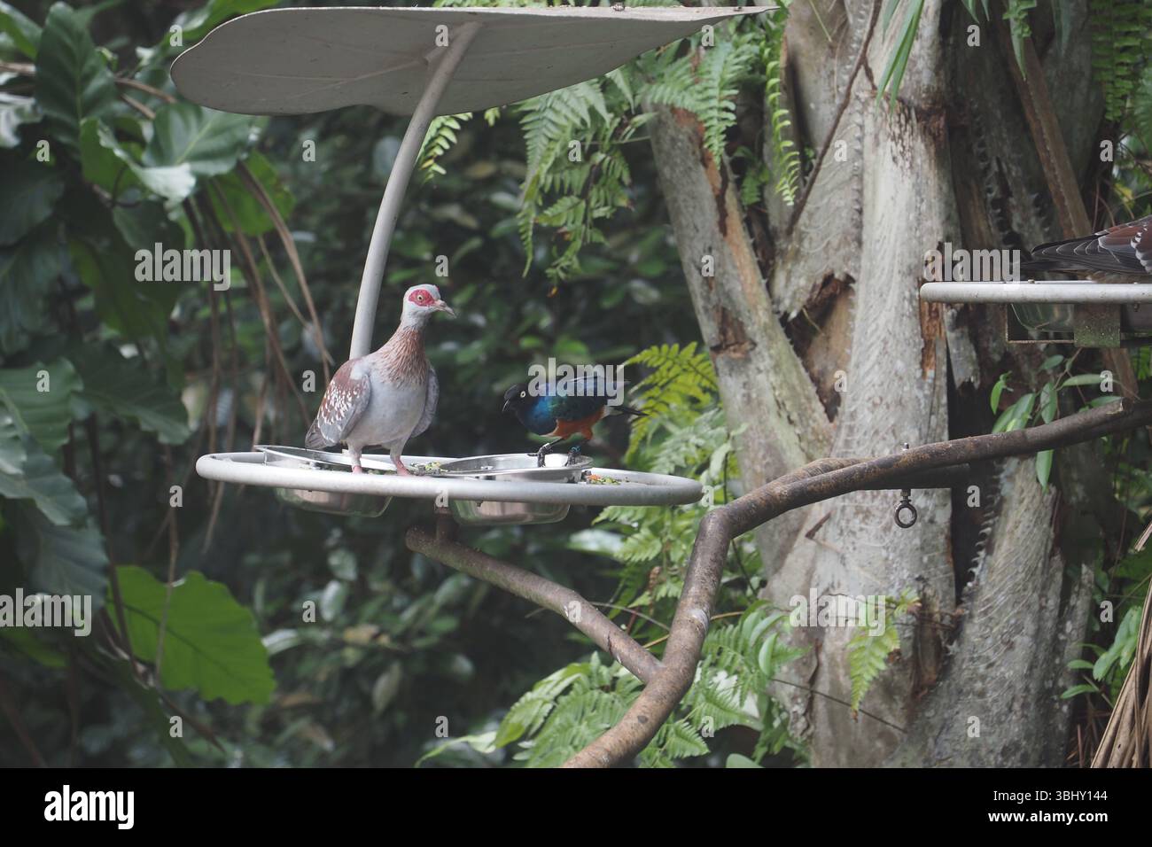 Oiseaux colorés se nourrissant sur une plate-forme dans une forêt tropicale Banque D'Images