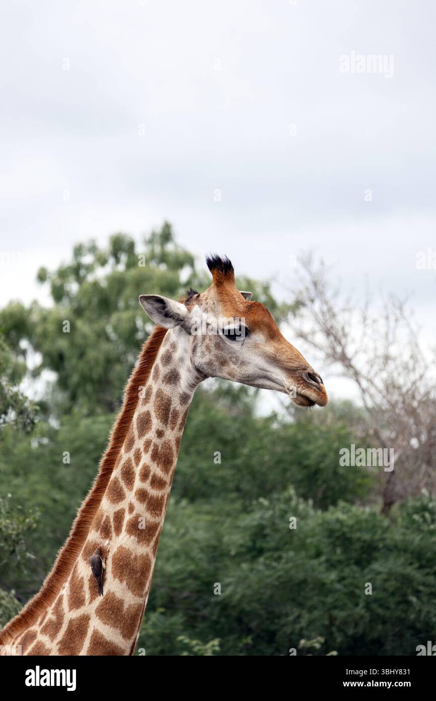 Portrait gros plan, vue latérale de la tête de girafe, ciel gris Banque D'Images