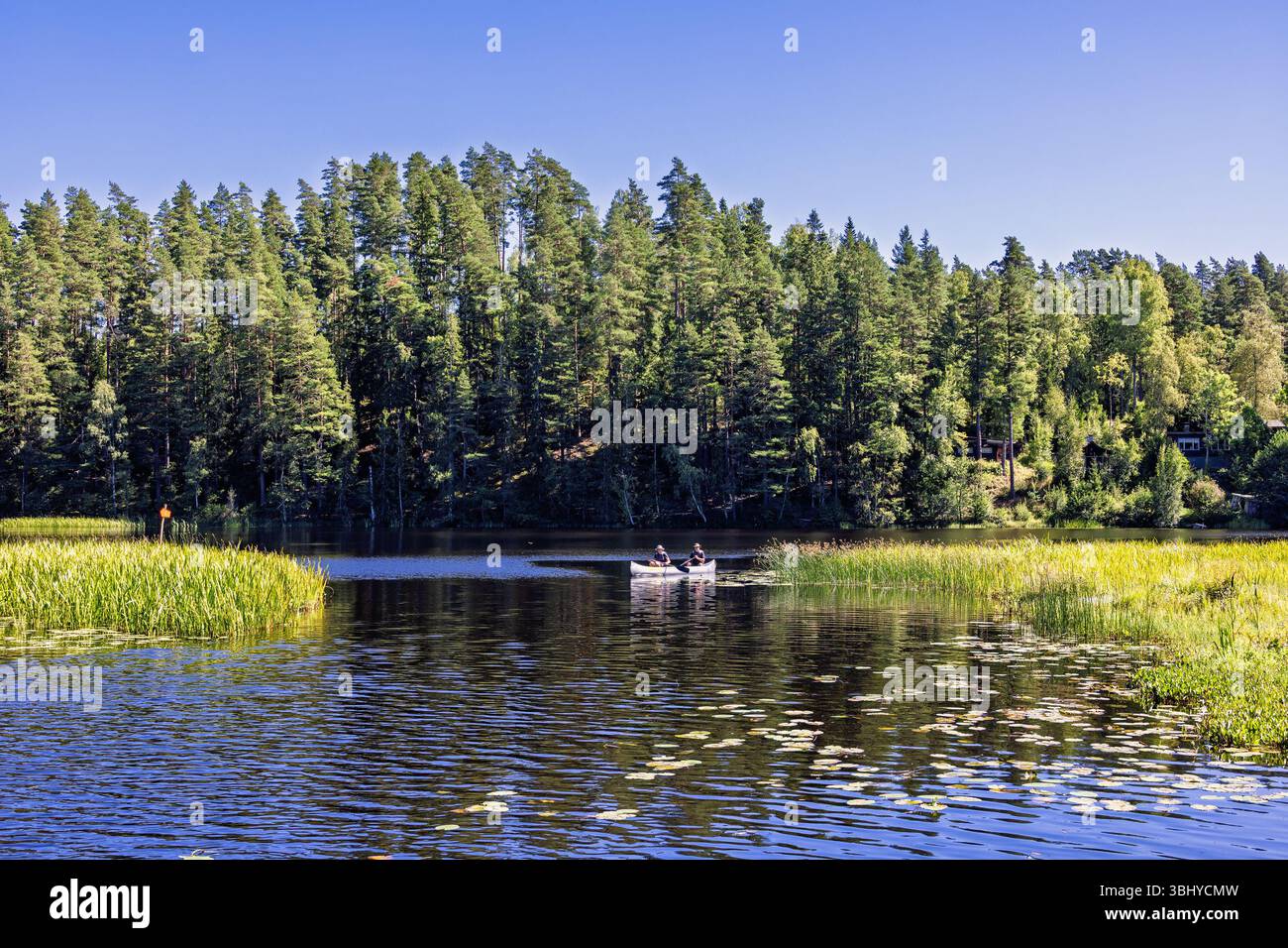 Les gens pagayant un canoë sur un lac dans la forêt par une journée ensoleillée d'été Banque D'Images