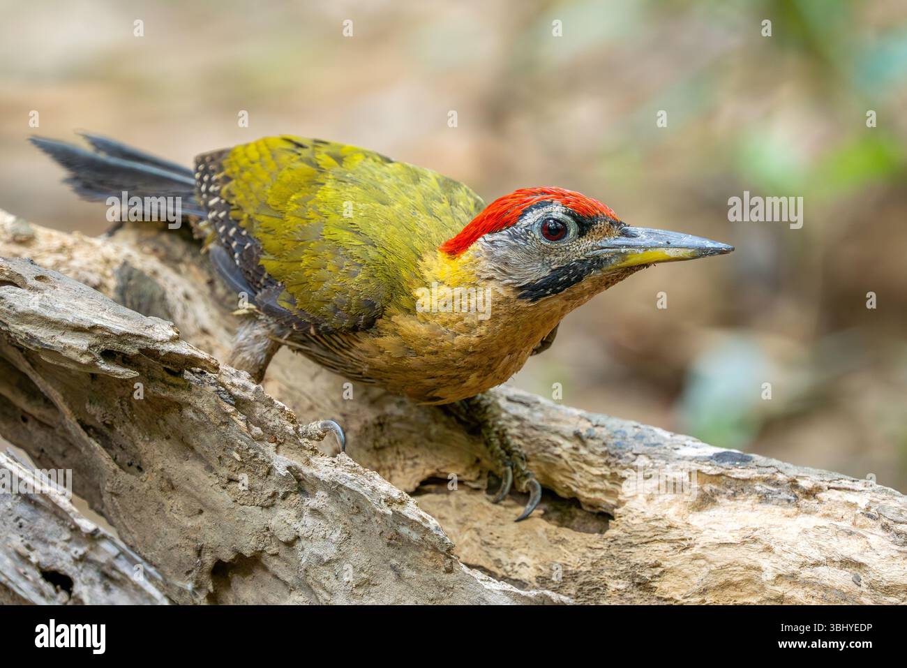 Pic lacé - Picus vittatus, beau pic coloré originaire des forêts et des bois d'Asie du Sud-est, Vietnam. Banque D'Images