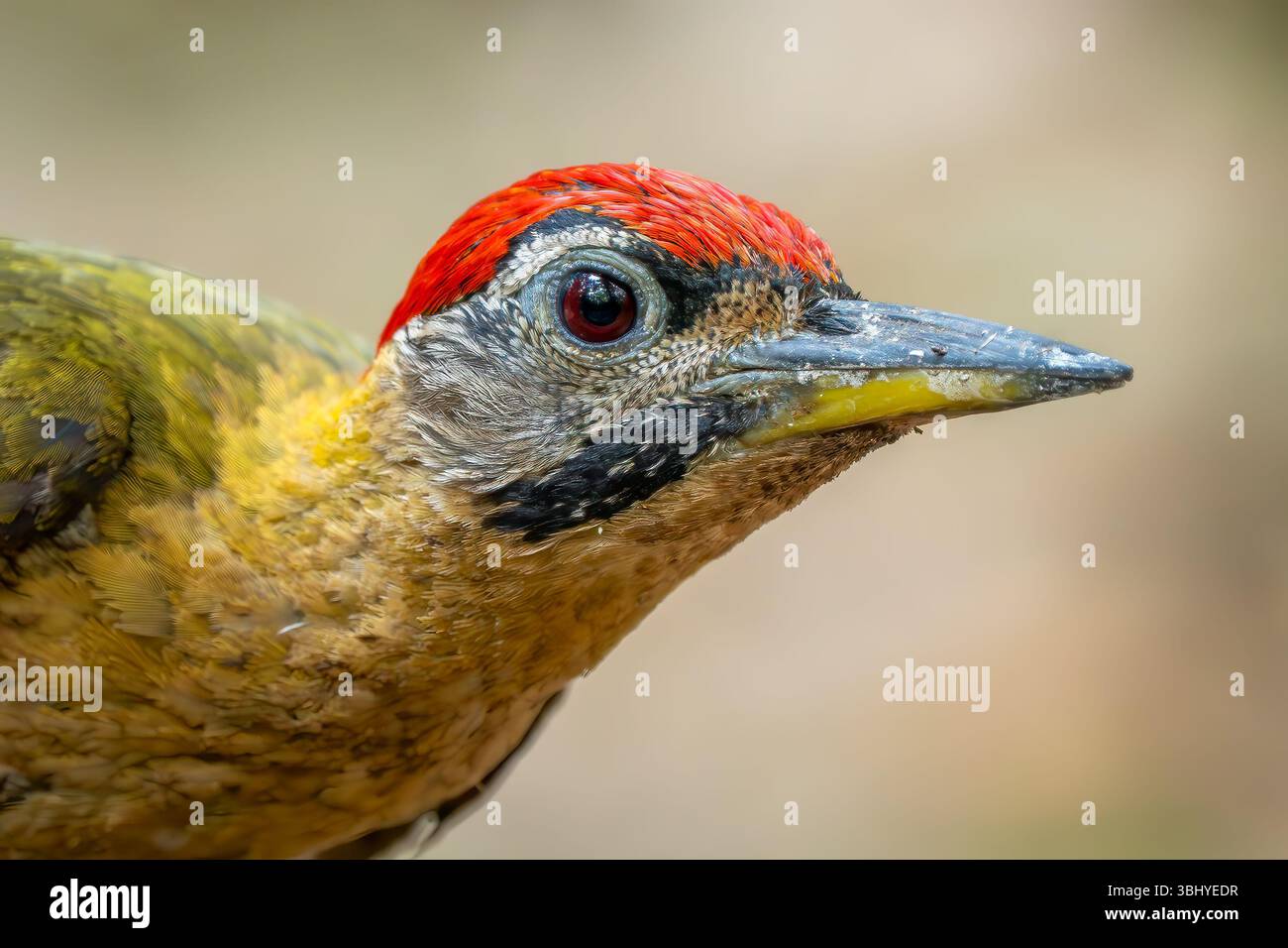 Pic lacé - Picus vittatus, beau pic coloré originaire des forêts et des bois d'Asie du Sud-est, Vietnam. Banque D'Images