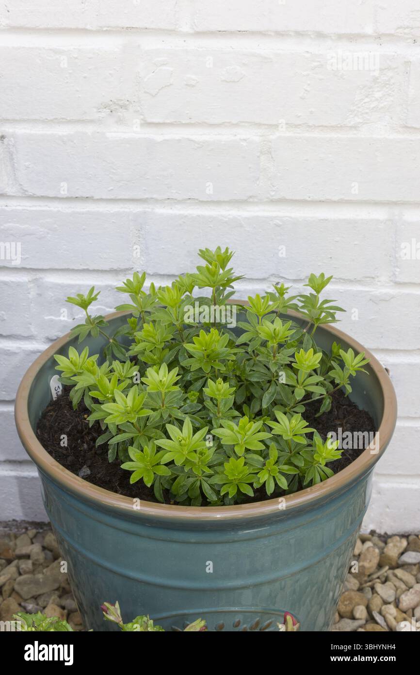 Doux Woodruff poussant dans un pot Banque D'Images