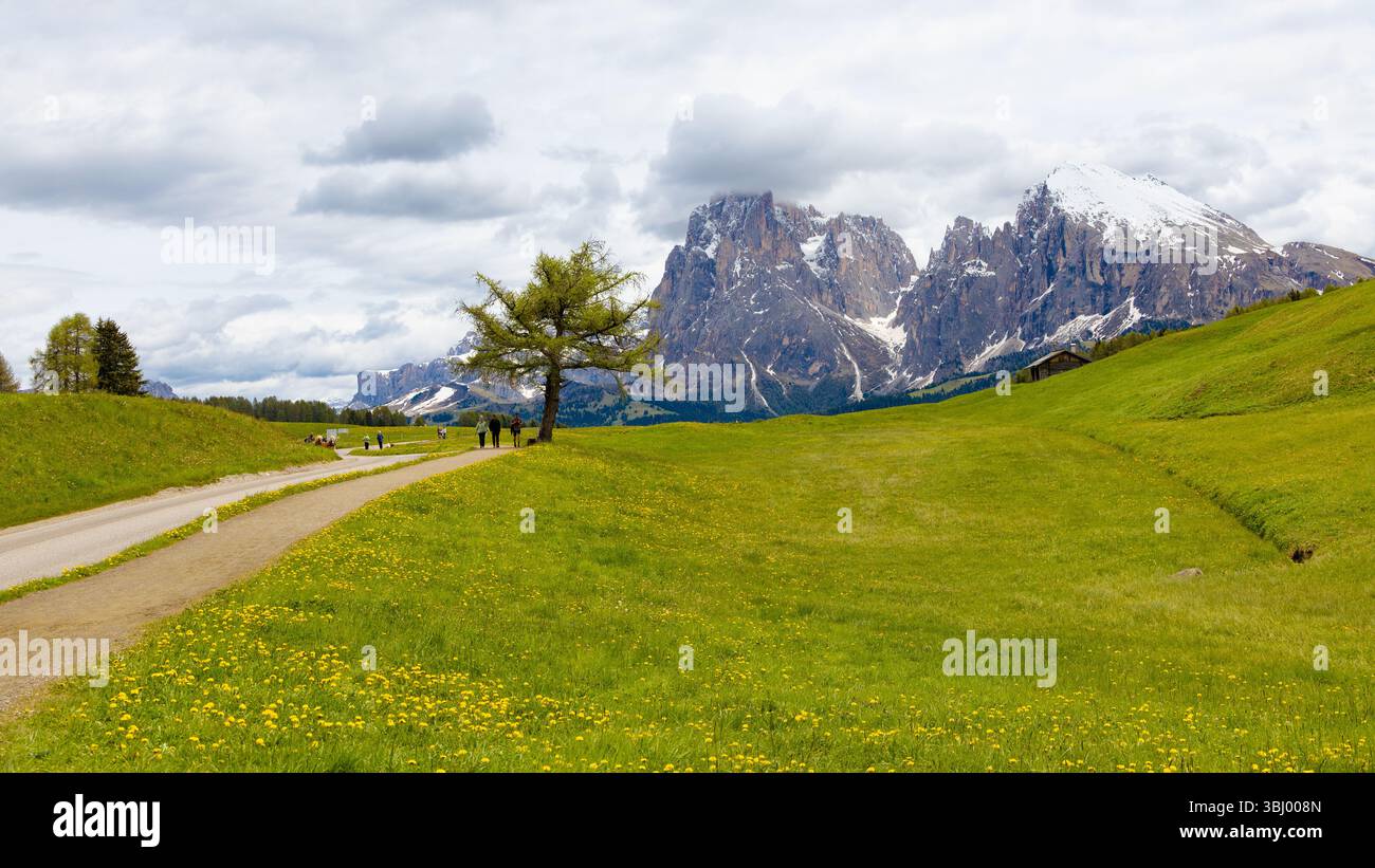 Une vue panoramique sur l'Alpe di Siusi avec un chemin de terre sinueux, des prairies verdoyantes avec des fleurs sauvages, un arbre solitaire, des randonneurs lointains et le majesti Banque D'Images
