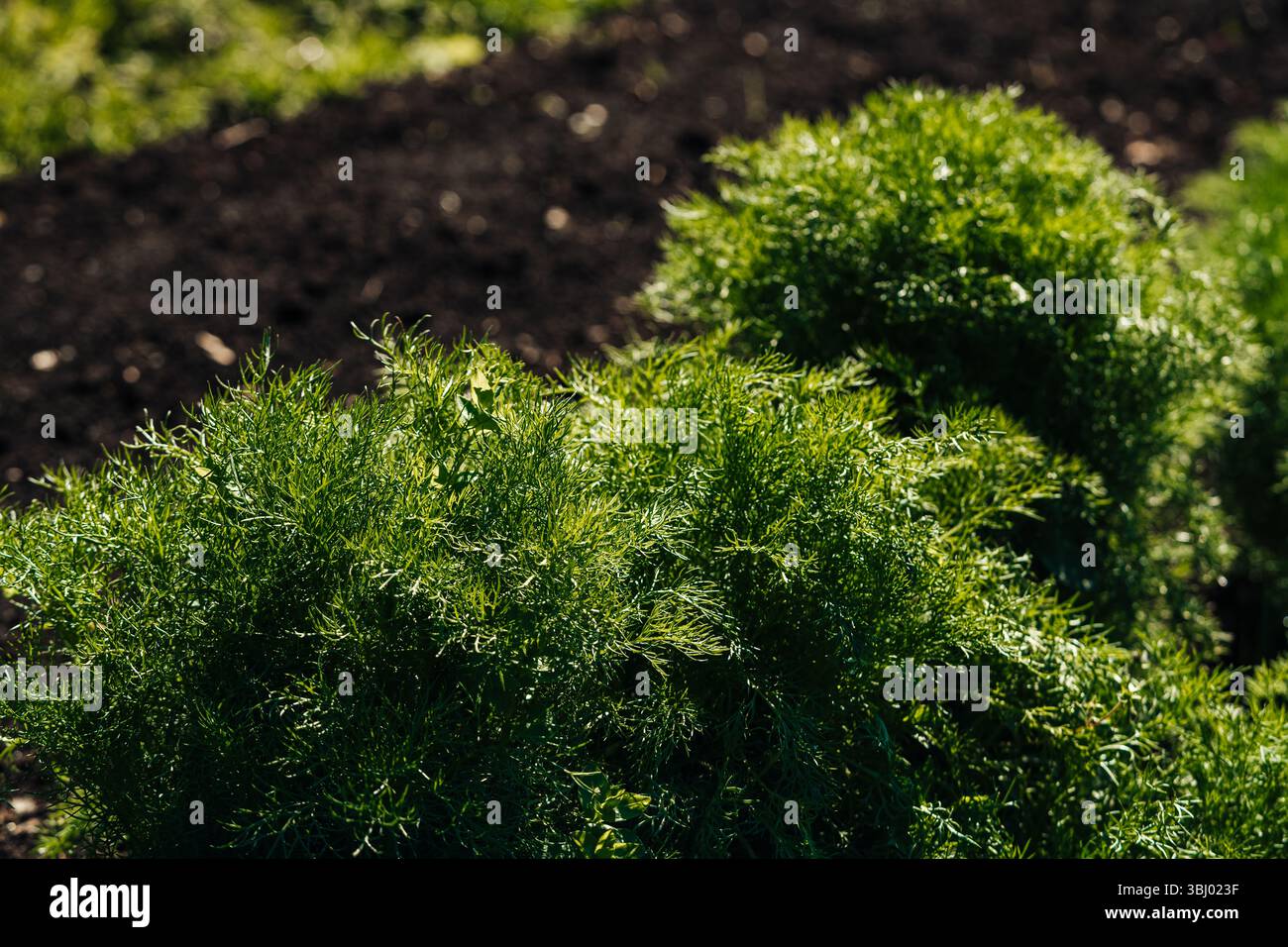 Un buisson verdoyant à l'aneth prospère dans le jardin, éclairé par la lumière du soleil. Les feuilles délicates et plumeuses sont vibrantes contre le sol sombre et fertile, montrer Banque D'Images