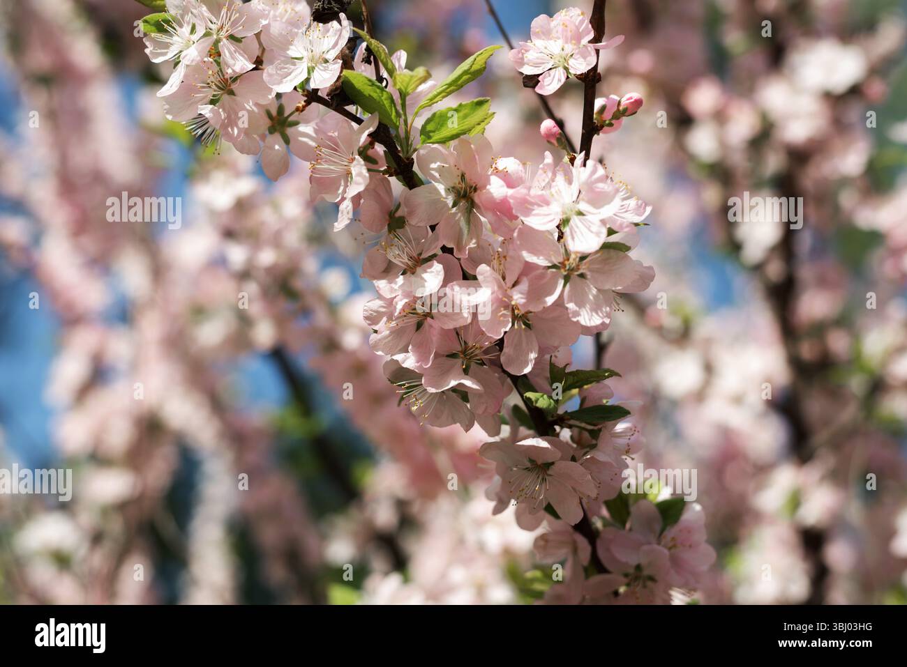 Un gros plan de délicates fleurs de cerisier rose pâle en pleine floraison sur des branches d'arbre sur un fond flou doux, incarnant l'essence vibrante de sp Banque D'Images
